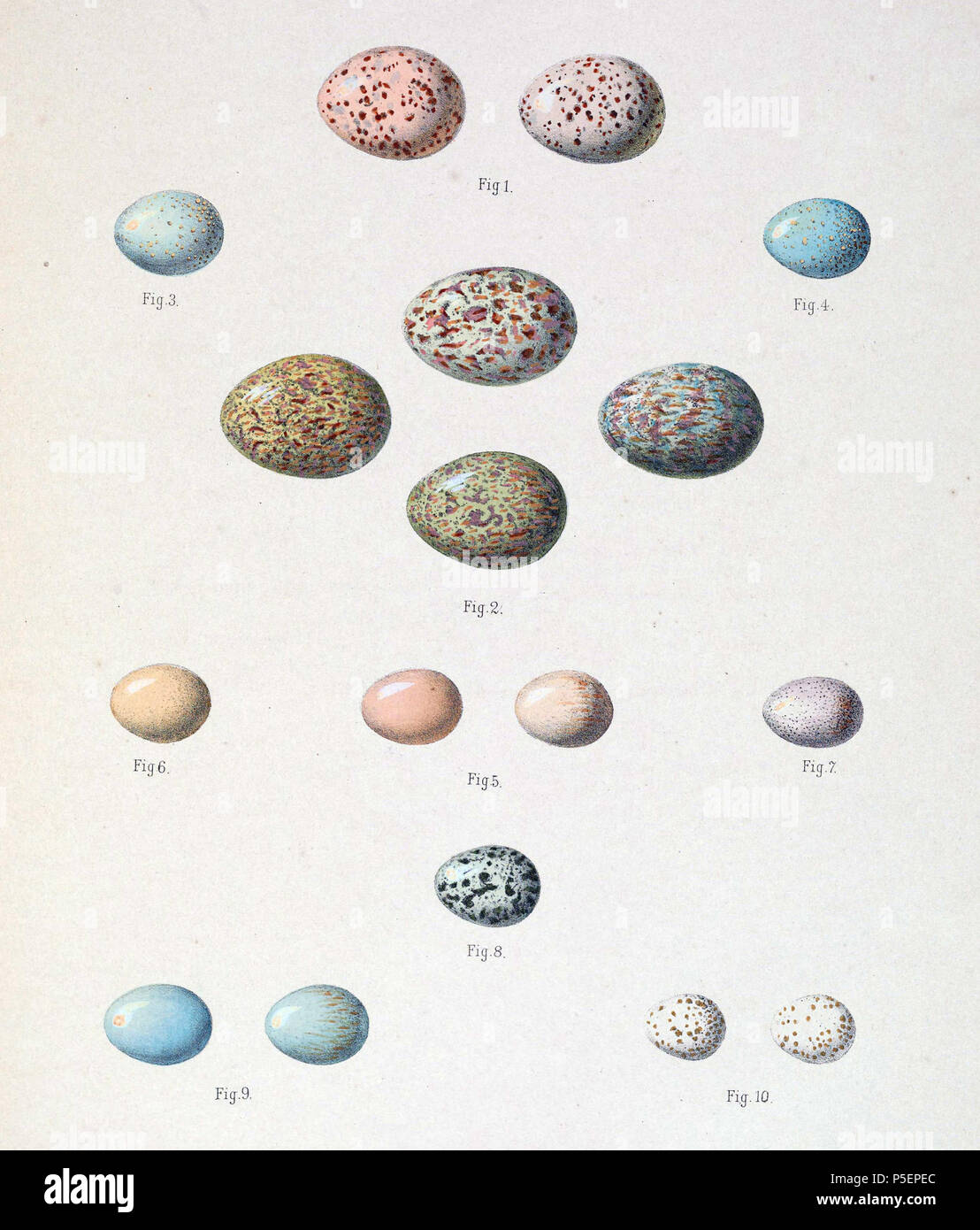 N/A. Inglese: 1. " Turdus auritus " = Turdus mupinensis (tordi cinese) - uova 2. " Merula kessleri " = Turdus kessleri (Kessler il mughetto) - uova 3. " Saxicola deserti " = Oenanthe deserti deserti (sottospecie di deserto culbianco) - egg 4. " Saxicola montana " = Oenanthe deserti oreophila (sottospecie di deserto culbianco) - uova 5. " Ruticilla frontalis " = Phoenicurus frontalis (Blu-fronteggiata redstart) - uova 6. " Ruticilla schisticeps " = Phoenicurus schisticeps (bianco-throated redstart) - egg 7. " Dumeticola thoracica " = Locustella thoracica (Spotted bush trillo) - egg 8. " Acrocephalus turdo Foto Stock