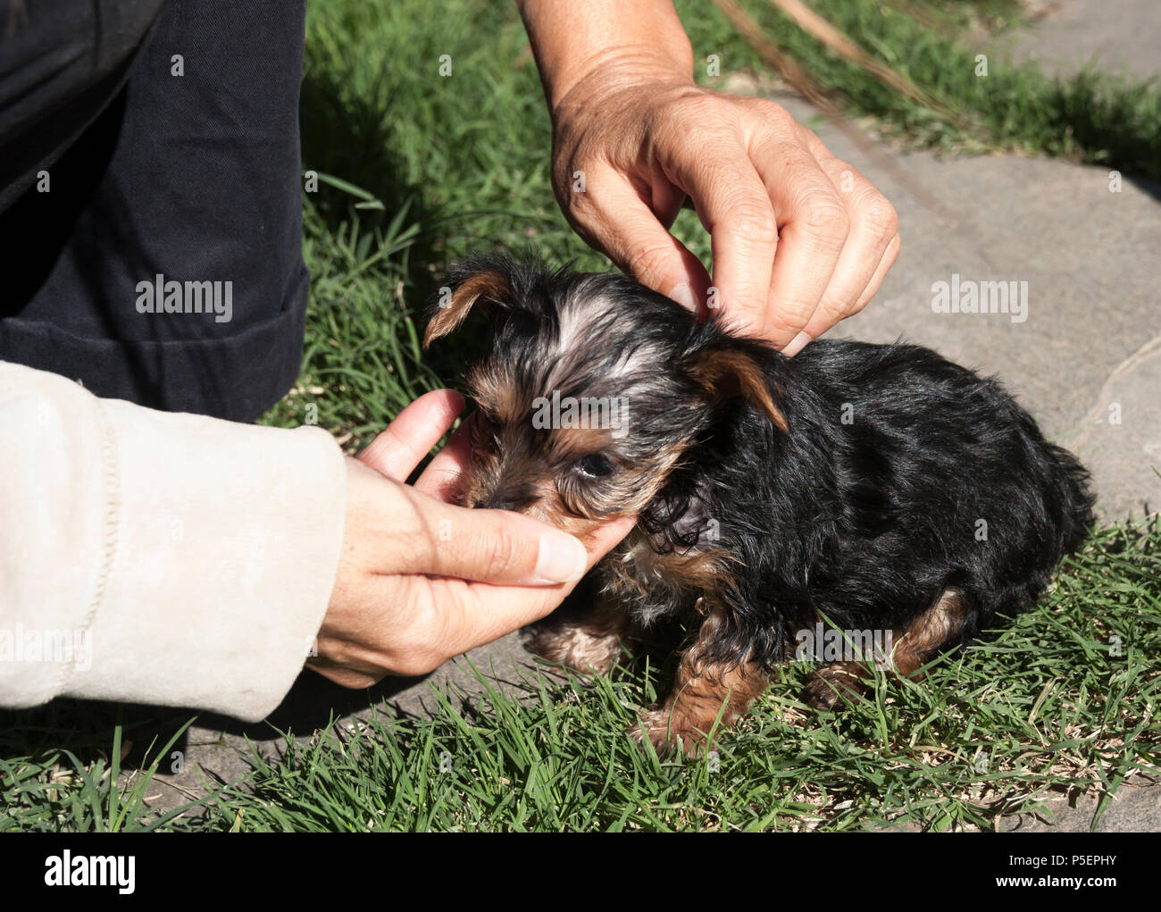 Quattro settimane vecchio Yorkshire Terrier cucciolo Foto Stock