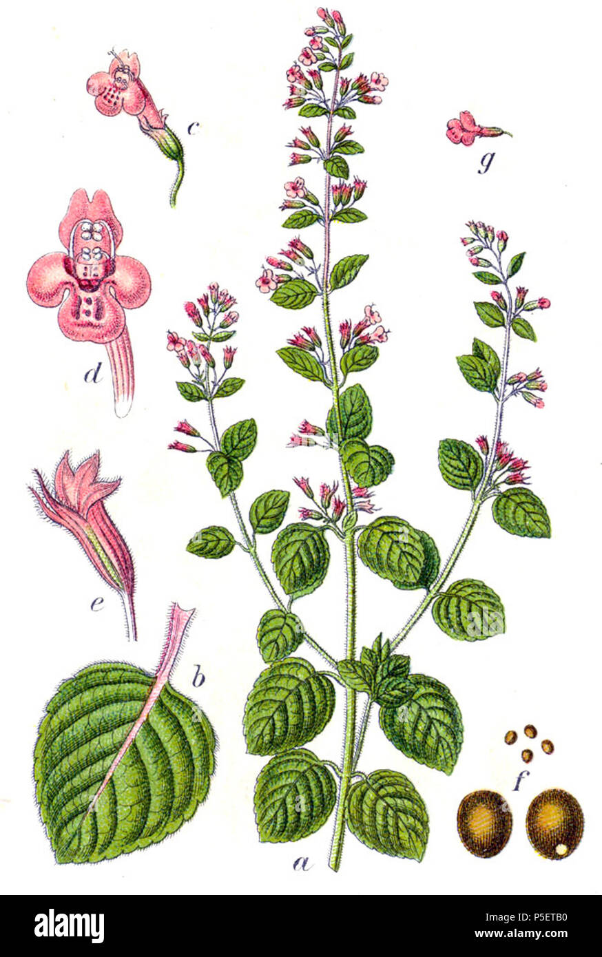 N/A. ThePlantList.org: Clinopodium nepeta (L.) Kuntze, syn. Calamintha nepeta (L.) Savi, Timo nepeta (L.) Sm. Didascalia originale Polei-Kalaminthe, Timo nepeta . 1796. Johann Georg Sturm (pittore: Jacob Sturm) 263 Calamintha nepeta Sturm54 Foto Stock