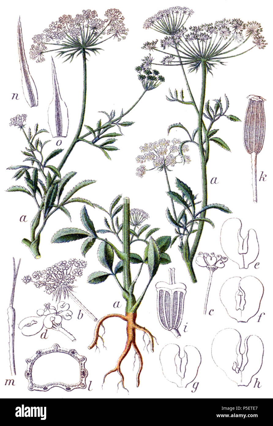 N/A. Ammi majus L. Didascalia originale Grosses Ammei, Ammi majus . 1796. Johann Georg Sturm (pittore: Jacob Sturm) 93 Ammi majus Sturm8 Foto Stock