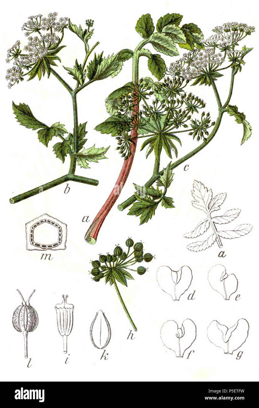 N/A. Berula erecta (HUD) Coville, syn. Potassio angustifolium L. Didascalia originale Gemeine Berle, potassio angustifolium . 1796. Johann Georg Sturm (pittore: Jacob Sturm) 194 Berula erecta Sturm12 Foto Stock