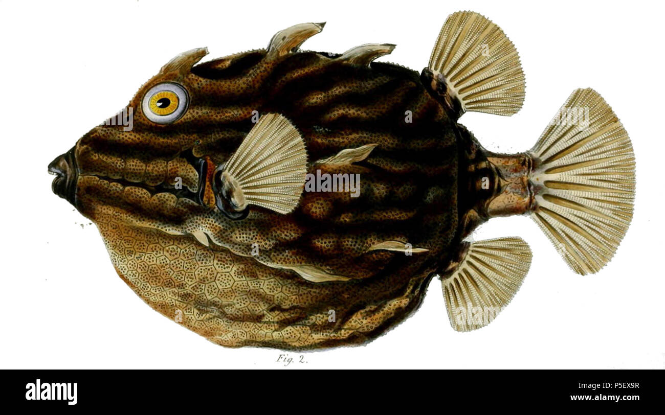 N/A. Aracana aurita . 1844. Richardson, J. 116 Aracana aurita1 Foto Stock