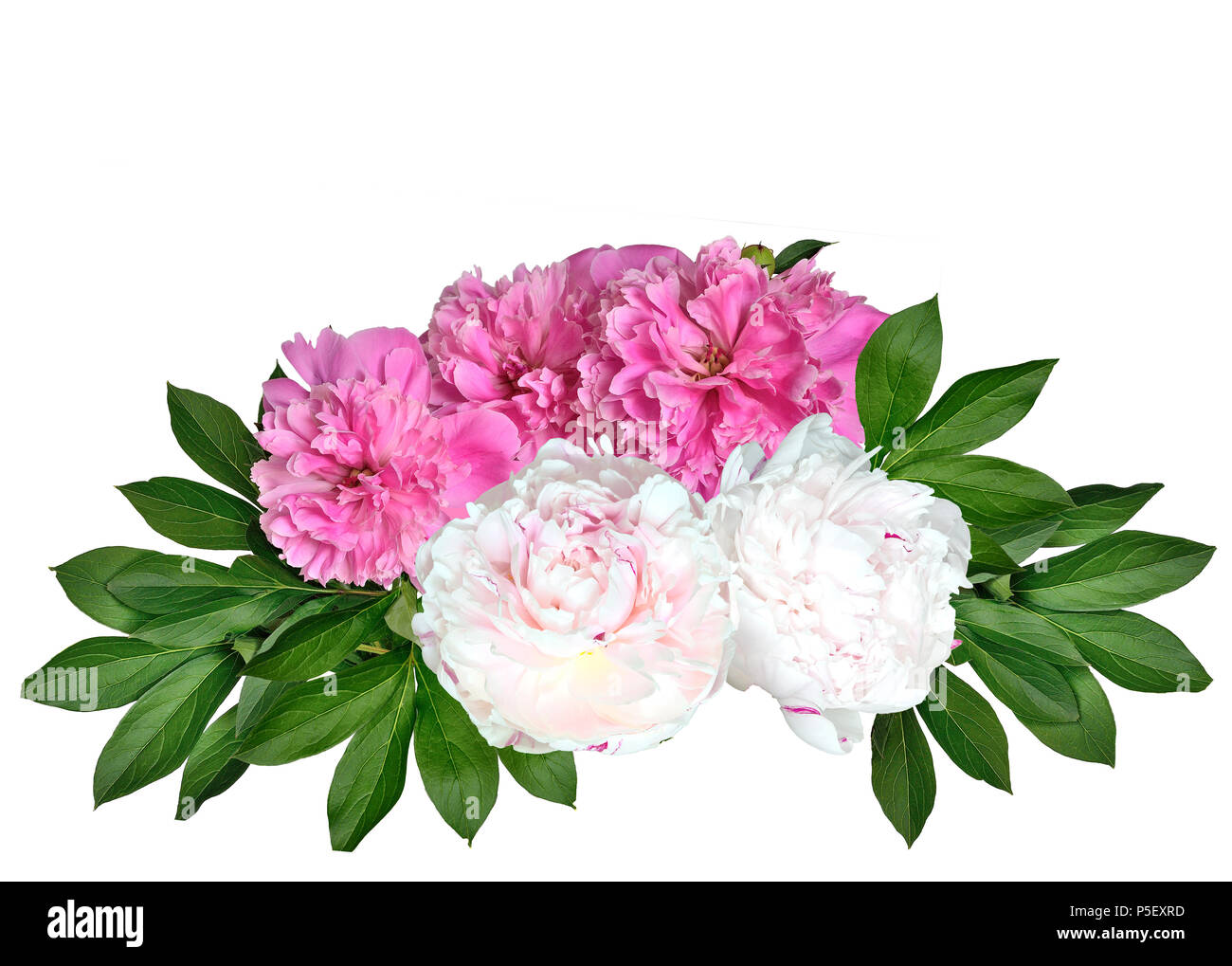 Bouquet di fiori rosa e bianchi peonie lussureggiante con foglie isolate su uno sfondo bianco - primavera o estate motivo floreale Foto Stock