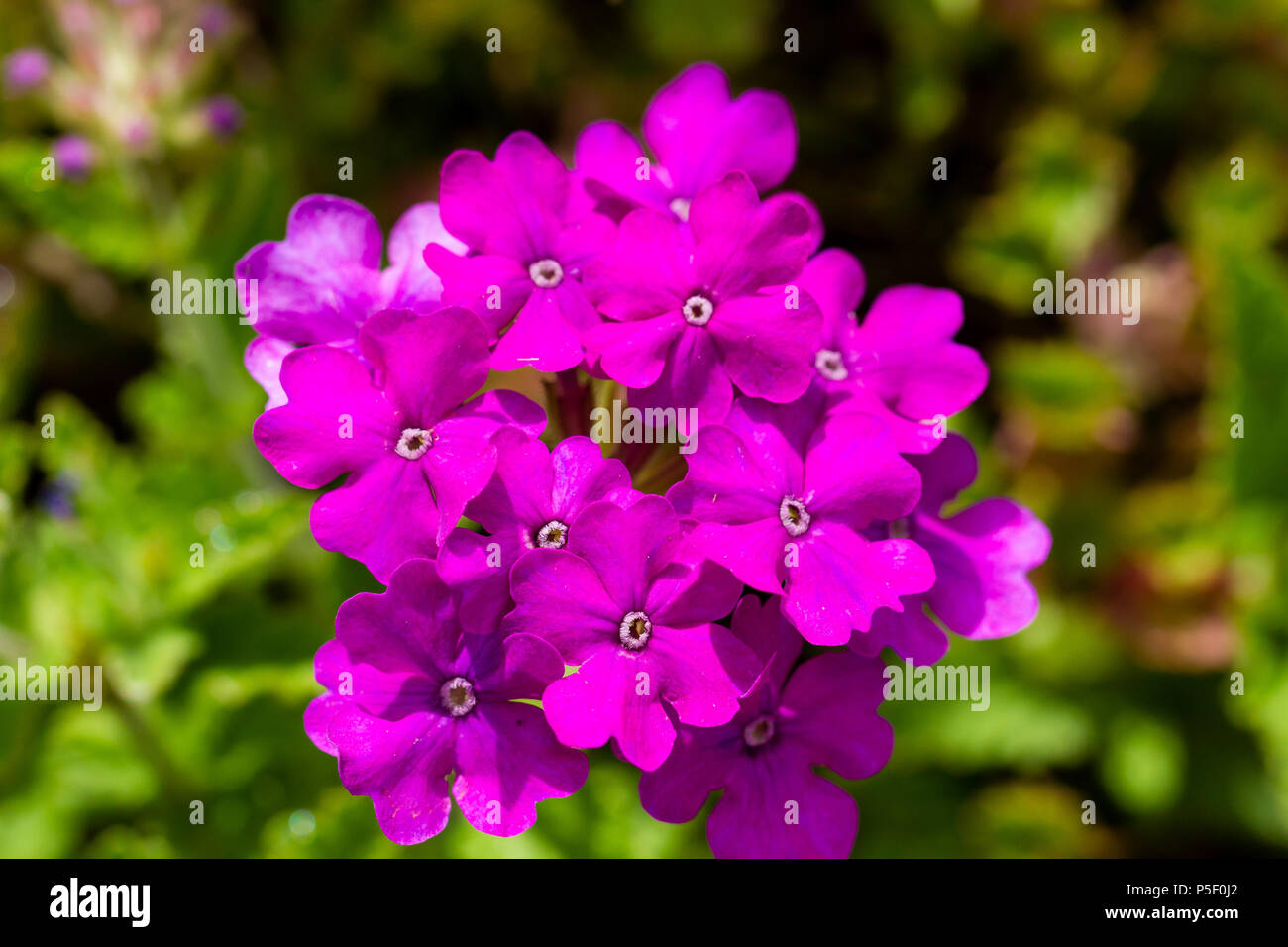 La verbena del tallonamento piante, fiori vicino fino in estate, Dorset, Regno Unito Foto Stock