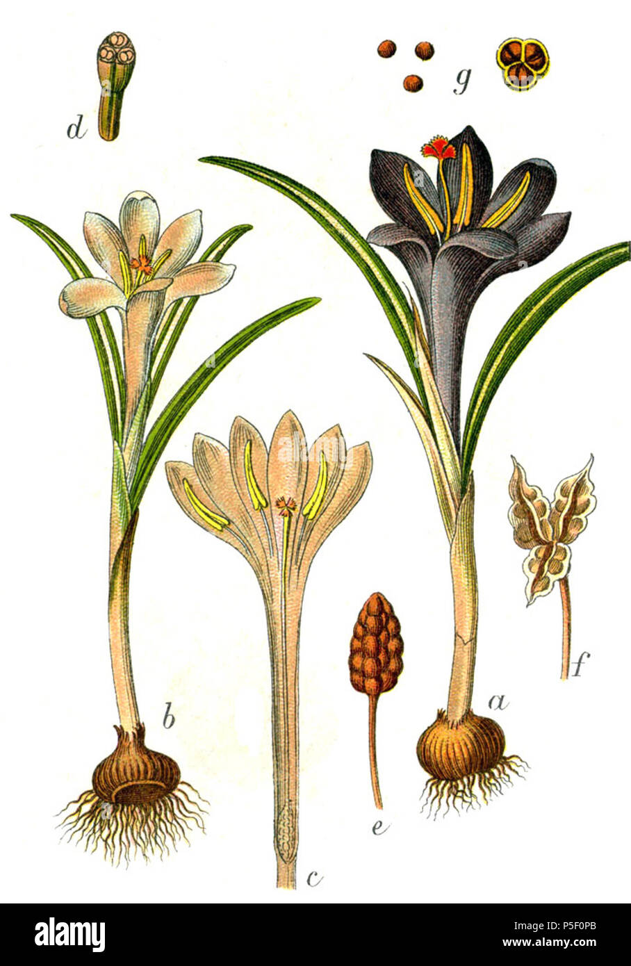 N/A. Crocus vernus subsp. vernus, syn. Crocus parviflorus (J.Gay) E.H.L.Krause, nom. ill. (1906) originale Alpen-Safran didascalia, Crocus parviflorus . 1796. Johann Georg Sturm (pittore: Jacob Sturm) 391 crocus vernus ssp Sturm50 Foto Stock