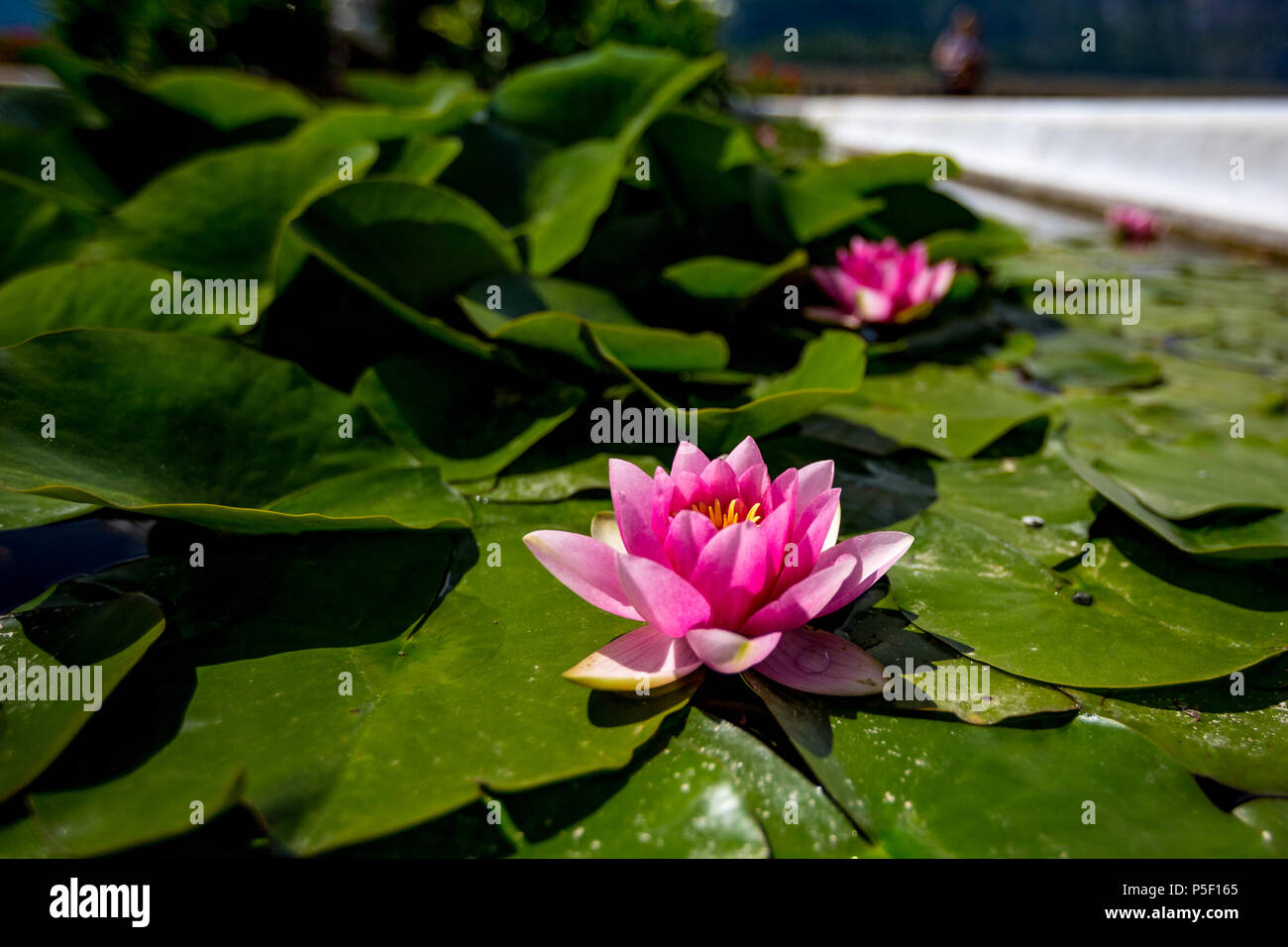 Close-up, foto colorata di rosa giglio di acqua con un altro fiore sfocato in background in un parco in una luminosa giornata di sole Foto Stock