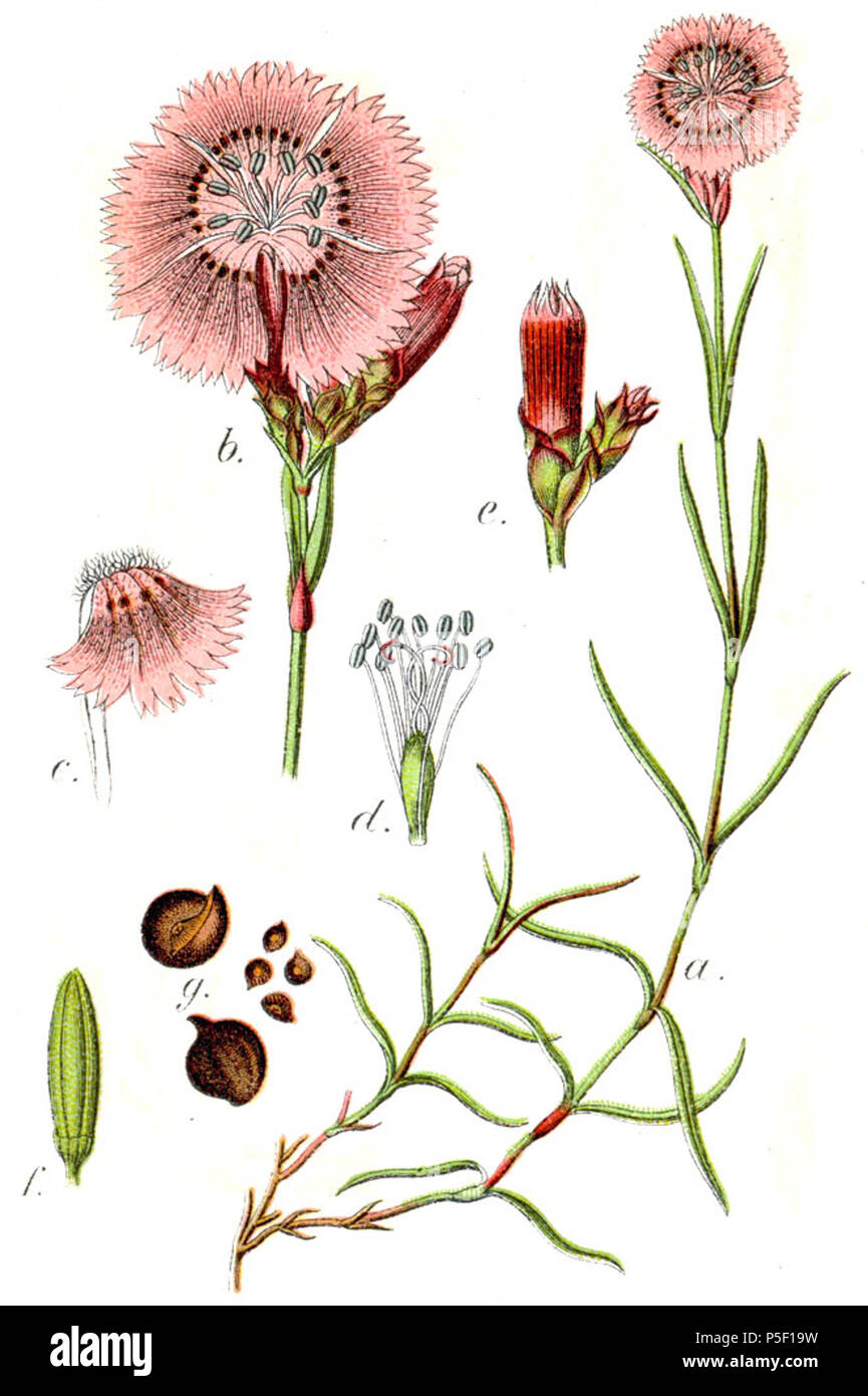 N/A. Dianthus seguieri subsp. seguieri, syn. Silene seguieri (Vill.) E.H.L.Krause originale Wald-Nelke didascalia, Silene seguierii . 1796. Johann Georg Sturm (pittore: Jacob Sturm) 447 Dianthus seguieri Sturm23 Foto Stock