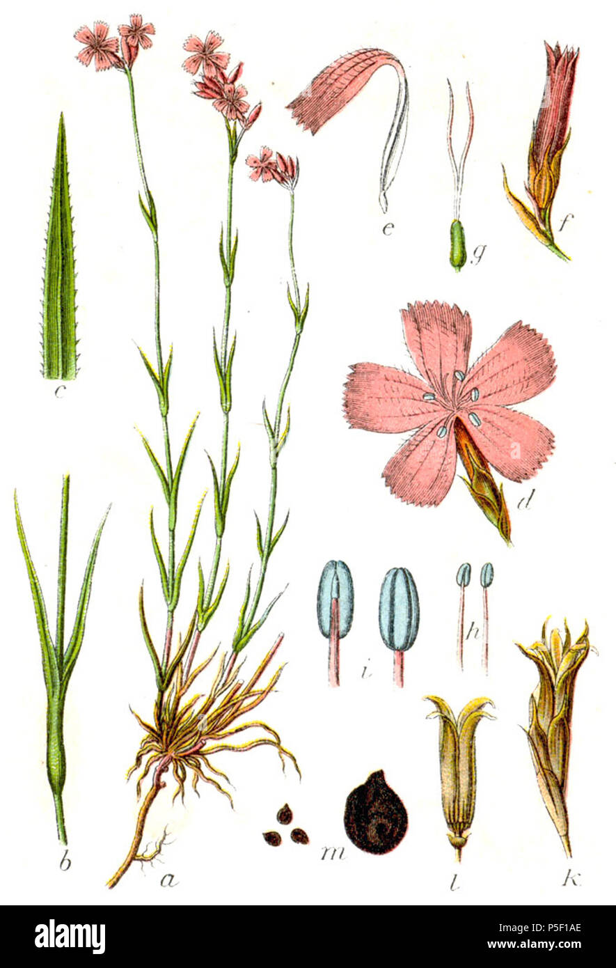 N/A. Tela-Botanica.org: Dianthus carthusianorum L. subsp. carthusianorum, syn. Silene carthusianorum E.H.L.Krause originale Karthäuser-Nelke didascalia, Silene carthusianorum . 1796. Johann Georg Sturm (pittore: Jacob Sturm) 447 Dianthus carthusianorum Sturm24 Foto Stock