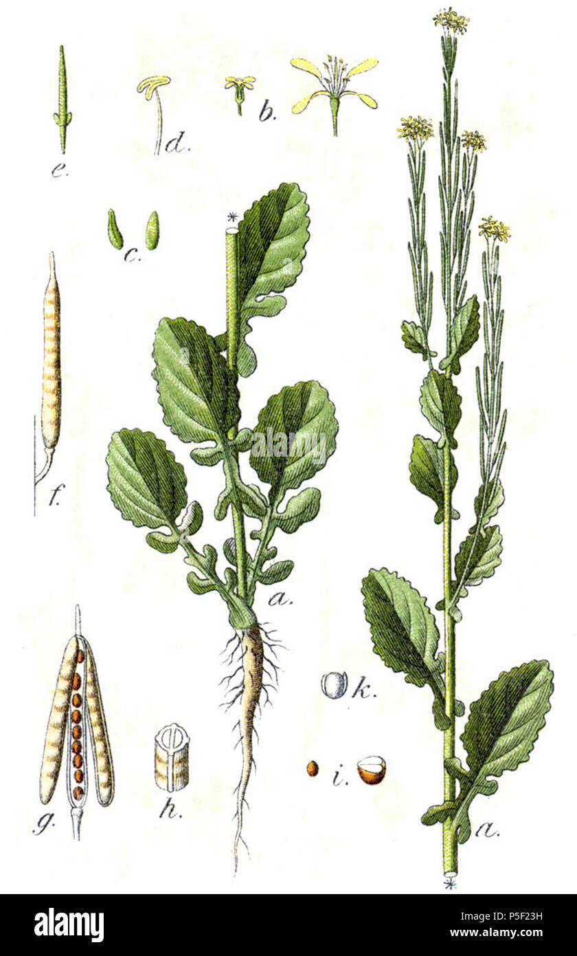 N/A. Barbarea stricta Andrz. ex Besser., syn. Crucifera stricta E.H.L.Krause didascalia originale Steifes Barbarakraut, Crucifera stricta . 1796. Johann Georg Sturm (pittore: Jacob Sturm) 169 Barbarea stricta Sturm8 Foto Stock
