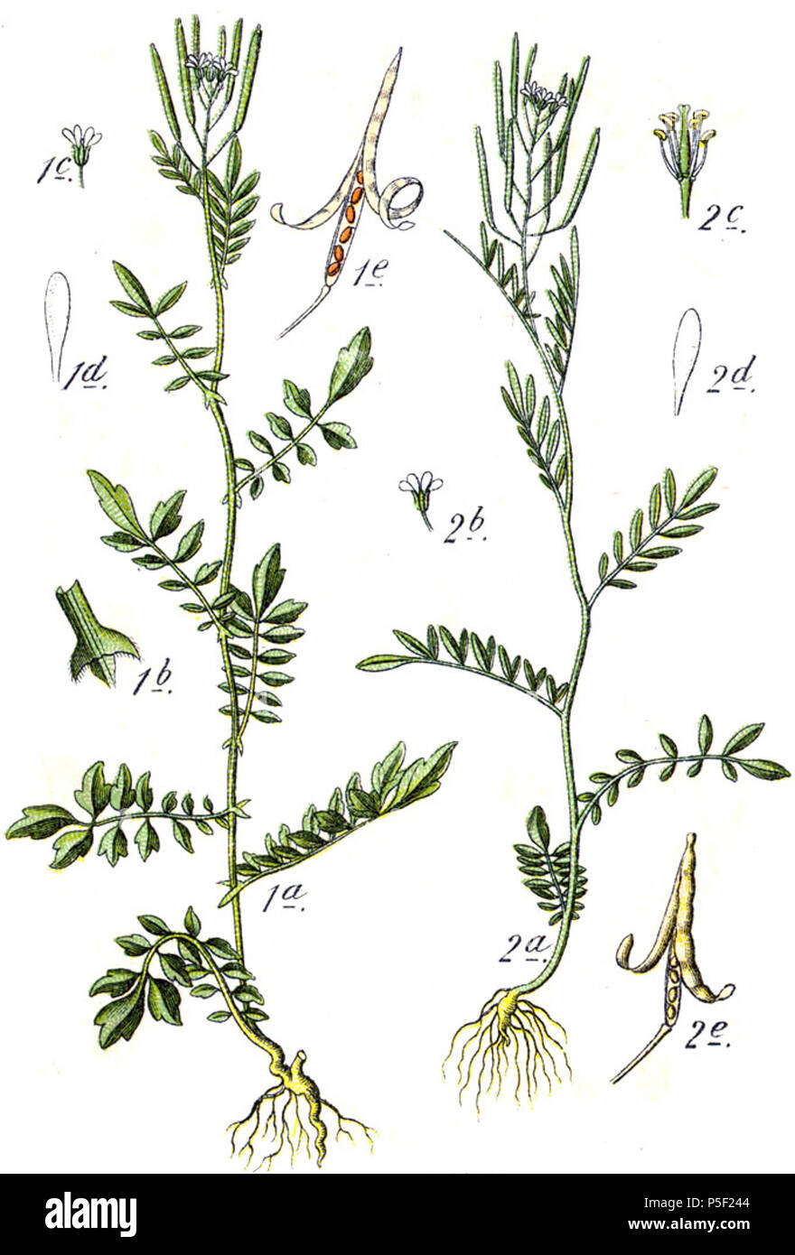 N/A. 1. Cardamine impatiens subsp. impatiens, syn. Crucifera impatiens E.H.L.Krause 2. Cardamine parviflora L., syn. Crucifera parviflora E.H.L.Krause didascalia originale 1. Spring-Waldkresse, Crucifera impatiens 2. Kleinblumiges Schaumkraut, C. parviflora . 1796. Johann Georg Sturm (pittore: Jacob Sturm) 270 Cardamine spp Sturm11 Foto Stock