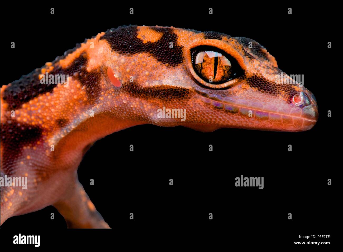 La Grotta di giapponese Gecko (Goniurosaurus orientalis) è considerato e rari specie. Essi sono endemiche di quattro piccole isole (Tonakijima, Foto Stock