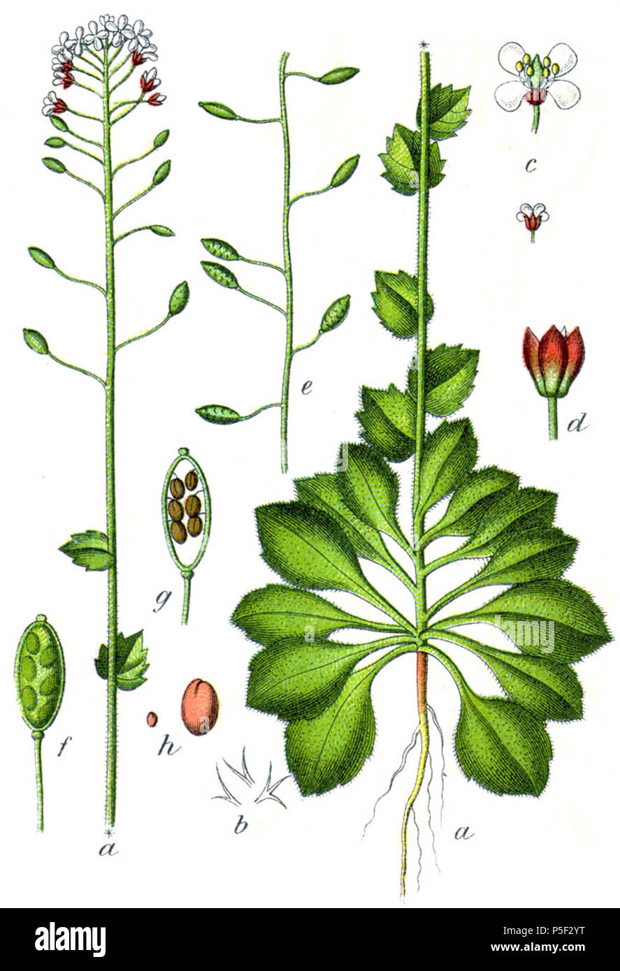 N/A. Draba muralis L., syn. Crucifera capselloides E.H.L.Krause originale Mauer-Hungerblümchen didascalia, Crucifera capselloides . 1796. Johann Georg Sturm (pittore: Jacob Sturm) 469 Draba muralis Sturm17 Foto Stock