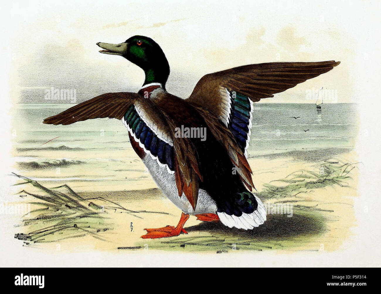 N/A. Inglese: " Anas boschas " = Anas platyrhynchos (germano reale) - maschio Français: " Anas boschas " = Anas platyrhynchos (Canard Colvert) - mâle . 1869. John Gerrard Keulemans (1842-1912) nomi alternativi Johannes Gerardus Keulemans; J. G. Keulemans Descrizione ornitologo olandese e artista Data di nascita e morte 8 Giugno 1842 29 dicembre 1912 Luogo di nascita e morte Rotterdam London Authority control : Q1335286 VIAF:42113661 ISNI:0000 0000 6313 981X ULAN:500041975 LCCN:N98083374 NLA:35268760 WorldCat 97 Anas platyrhynchos 1869 Foto Stock