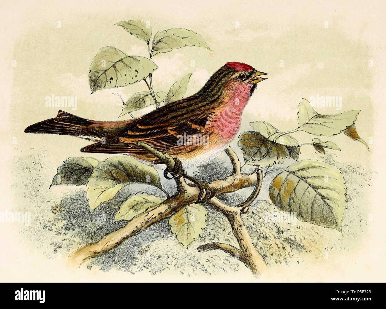 N/A. Inglese: "Linaria Fringilla' = Acanthis cabaret (Lesser Redpoll) Français: " Fringilla linaria " = Acanthis cabaret (Sizerin alpin) . 1873. John Gerrard Keulemans (1842-1912) nomi alternativi Johannes Gerardus Keulemans; J. G. Keulemans Descrizione ornitologo olandese e artista Data di nascita e morte 8 Giugno 1842 29 dicembre 1912 Luogo di nascita e morte Rotterdam London Authority control : Q1335286 VIAF:42113661 ISNI:0000 0000 6313 981X ULAN:500041975 LCCN:N98083374 NLA:35268760 WorldCat 271 Carduelis flammea 1873 Foto Stock