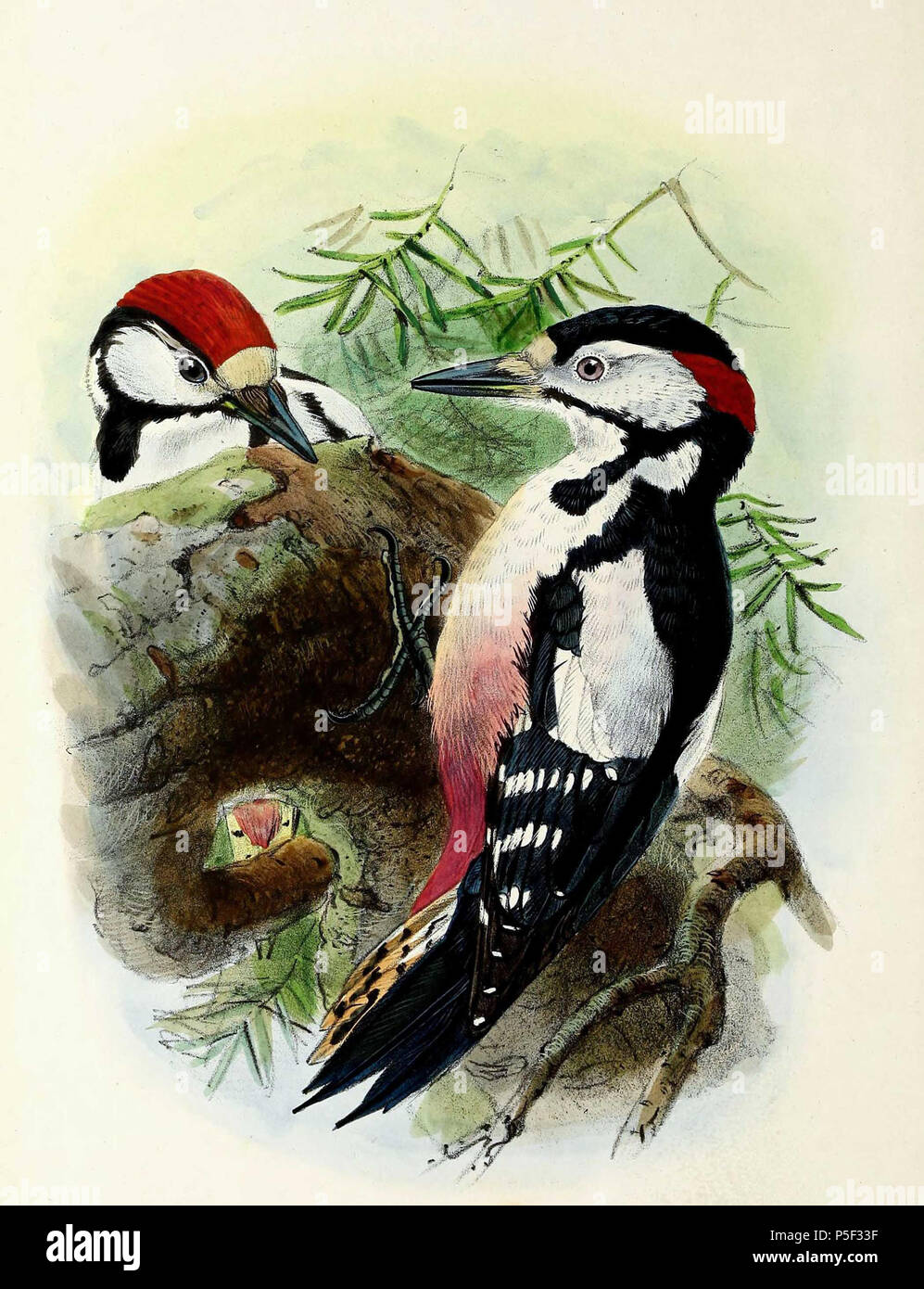 N/A. Inglese: " Picus major " = Dendrocopos major (picchio rosso maggiore) - maschio adulto e giovane maschio Français: " Picus major " = Dendrocopos major (Pic épeiche) - mâle adulte et jeune mâle . 1876. John Gerrard Keulemans (1842-1912) nomi alternativi Johannes Gerardus Keulemans; J. G. Keulemans Descrizione ornitologo olandese e artista Data di nascita e morte 8 Giugno 1842 29 dicembre 1912 Luogo di nascita e morte Rotterdam London Authority control : Q1335286 VIAF:42113661 ISNI:0000 0000 6313 981X ULAN:500041975 LCCN:N98083374 NLA:35268760 WorldCat 435 Dendrocopos major 1876 Foto Stock