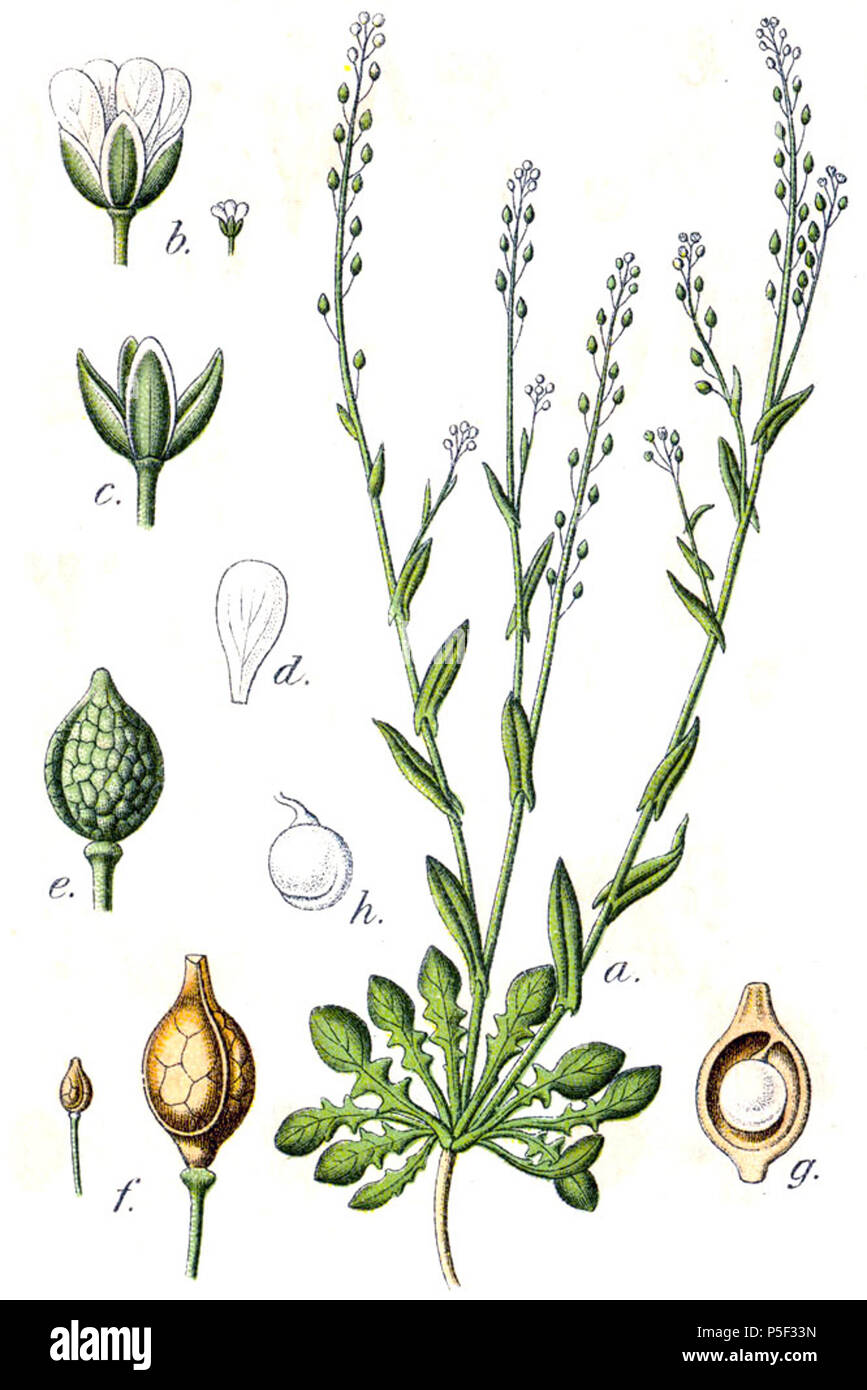 N/A. Tela-Botanica.org: Calepina irregularis (Asso) Thell., syn. Calepina corvini tutti., Crucifera corvini (tutti). E.H.L.Krause originale Corvinus-Kreuzblume didascalia, Crucifera corvini . 1796. Johann Georg Sturm (pittore: Jacob Sturm) 387 Crambe corvini Sturm31 Foto Stock
