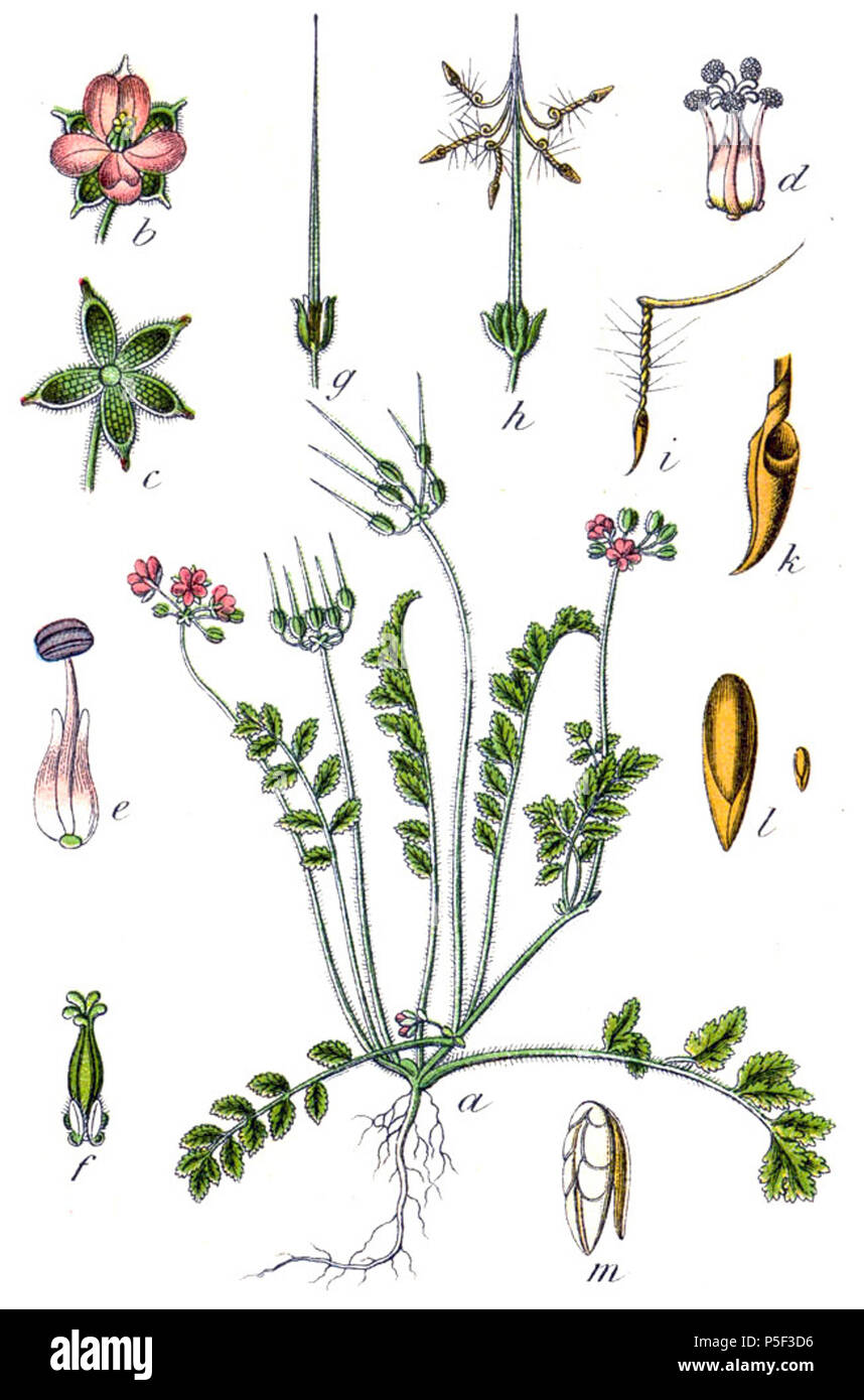 N/A. Erodium moschatum (L.) L'Hér. Didascalia originale Moschus-Reiherschnabel, Erodium moschatum . 1796. Johann Georg Sturm (pittore: Jacob Sturm) 524 Erodium moschatum Sturm9 Foto Stock