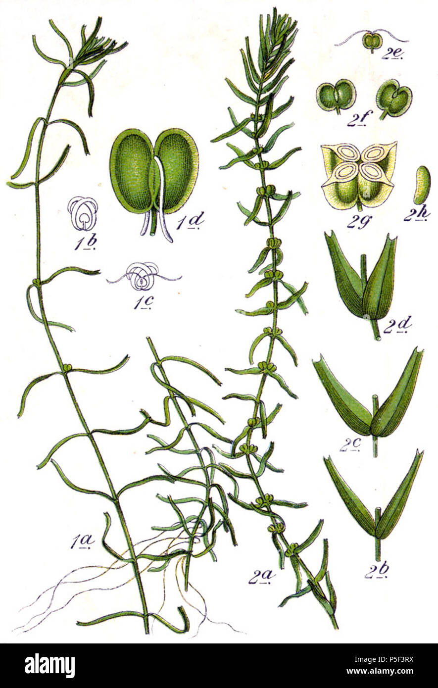 N/A. 1. Callitriche brutia var. hamulata Kütz (. ex W.D.J.Koch) Lansdown, syn. Callitriche hamulata Kütz. ex W. D. J. Koch, 2. Callitriche hermaphroditica L., syn. Callitriche autumnalis L. Didascalia originale 1. Hacken-Wasserstern, Callitriche hamulata 2. Herbst-Wasserstern, Callitriche autumnalis . 1796. Johann Georg Sturm (pittore: Jacob Sturm) 264 Callitriche spp Sturm38 Foto Stock