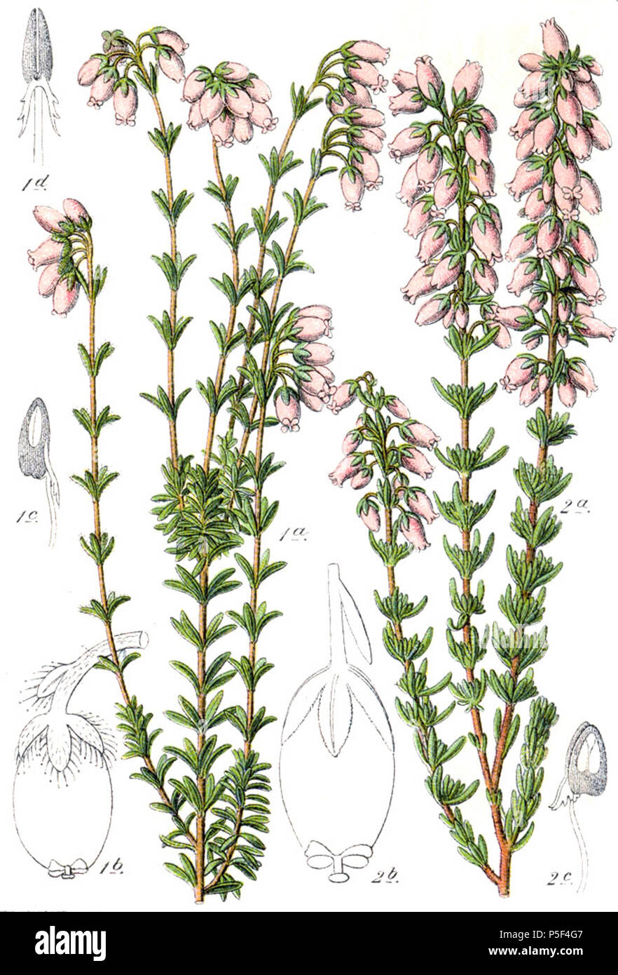 N/A. 1. Erica tetralix Lande secche L. 2. Erica Cinerea L. Didascalia originale 1. Glockenheide, Erica tetralix Lande secche 2. Graue Heide, E. cinerea . 1796. Johann Georg Sturm (pittore: Jacob Sturm) 522 Erica spp Sturm47 Foto Stock