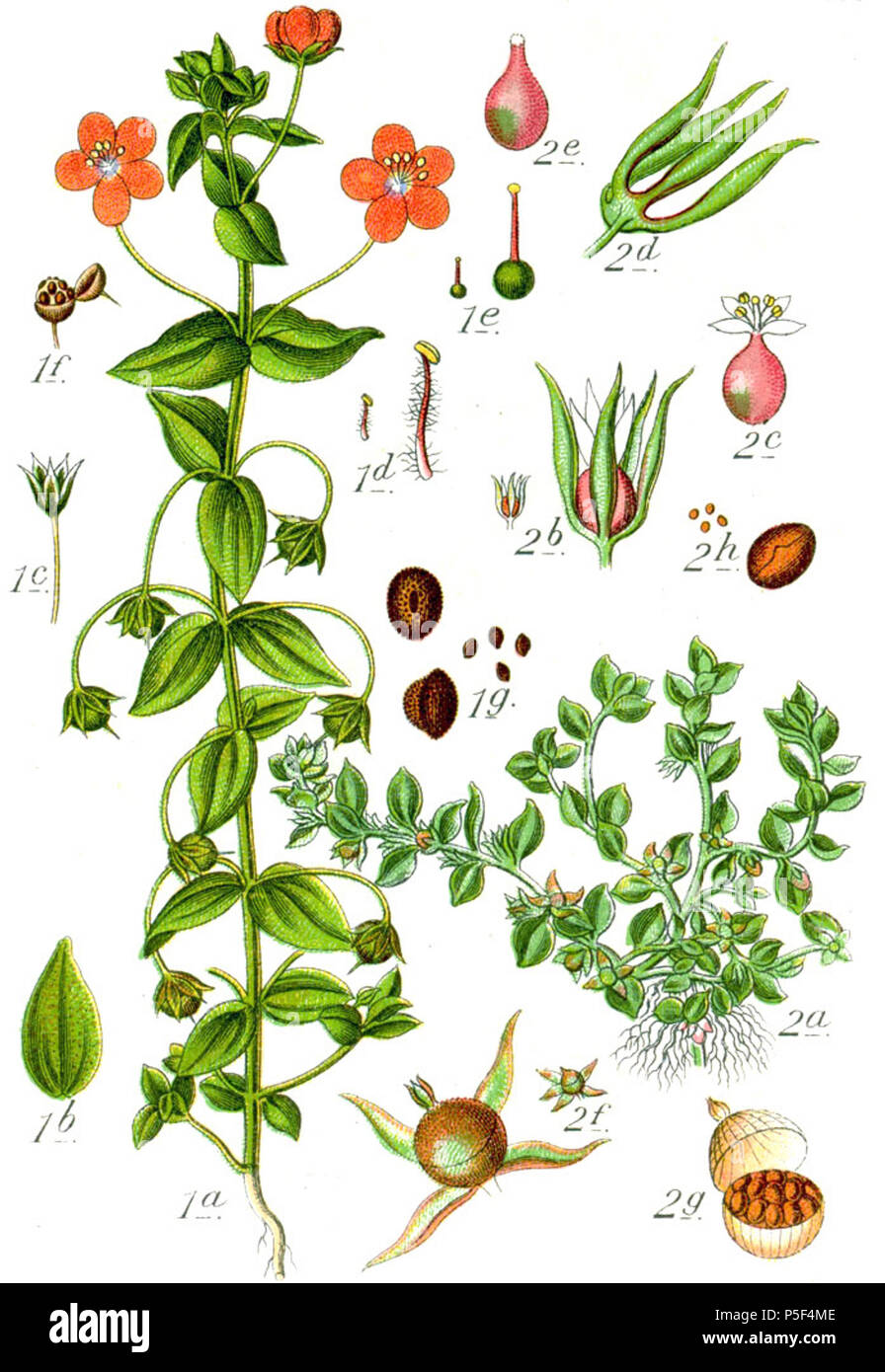 N/A. 1: Anagallis arvense L., syn. Anagallis phoenicea (Gouan) Scop. 2: Anagallis minimi (L.) E. H. L. Krause didascalia originale 1. Echtes Gauchheil, Anagallis phoenicea 2. Kleinling, A. minimi . 1796. Johann Georg Sturm (pittore: Jacob Sturm) 97 Anagallis spp Sturm60 Foto Stock
