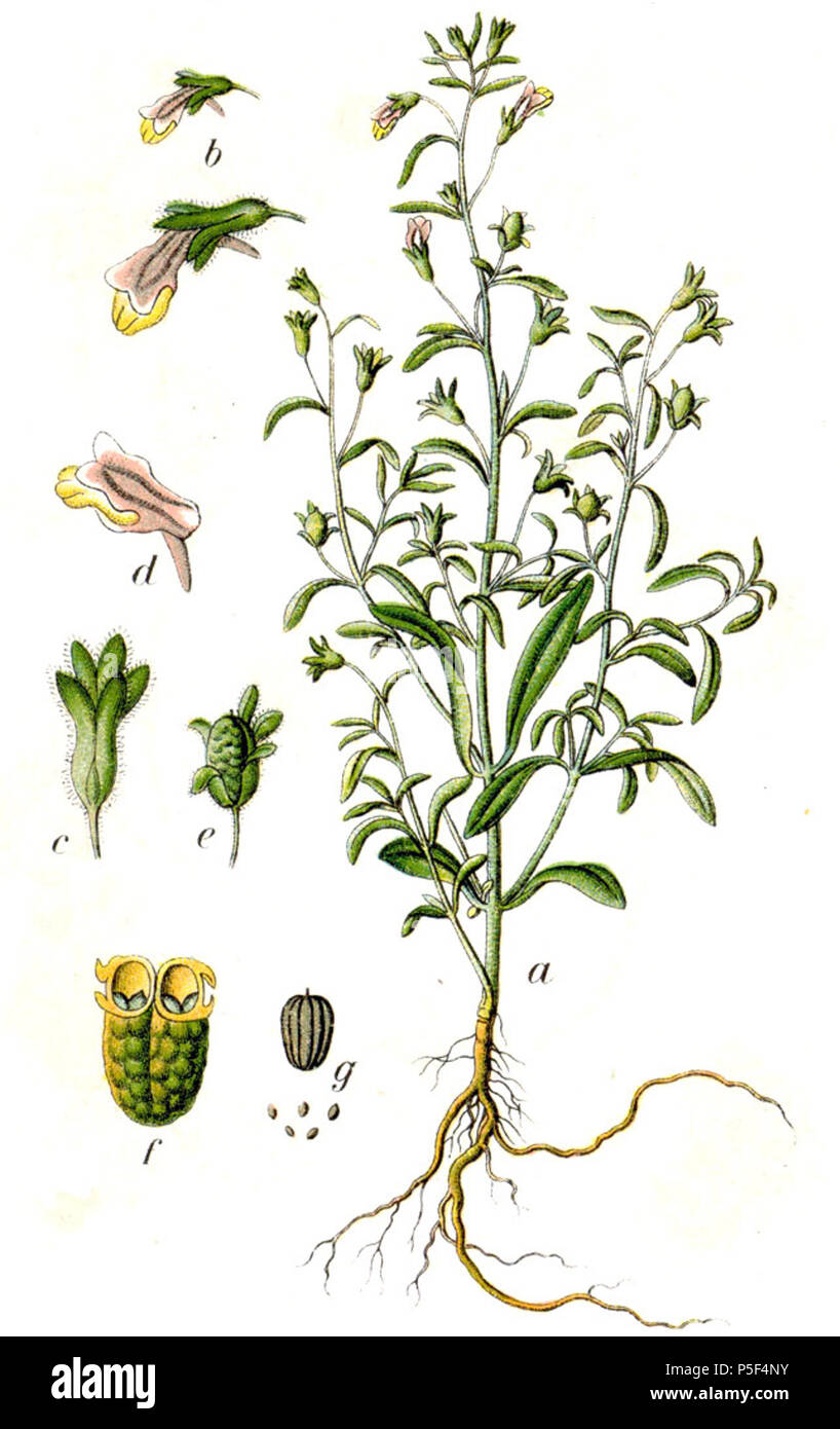N/A. Chaenorhinum minus subsp. minus, syn. Antirrhinum meno L. Descrizione Originale Kleines Löwenmaul, Antirrhinum meno . 1796. Johann Georg Sturm (pittore: Jacob Sturm) 323 Chaenorhinum minus Sturm20 Foto Stock