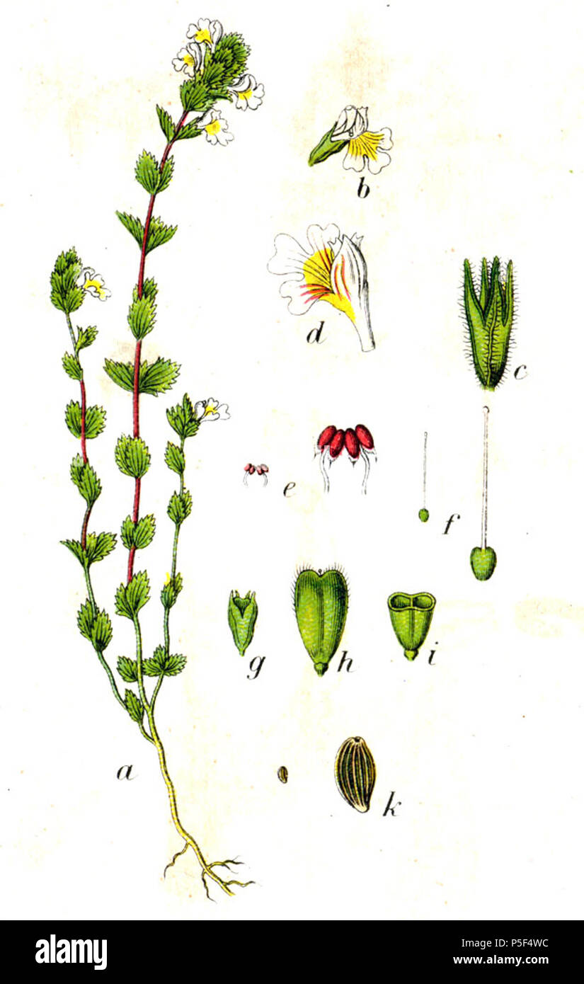 N/A. Eufrasia nemorosa , (Pers.) Wallr. s. l. Didascalia originale Wald-Augentrost, Euphrasia nemorosa , . 1796. Johann Georg Sturm (pittore: Jacob Sturm) 535 Euphrasia nemorosa , Sturm58 Foto Stock