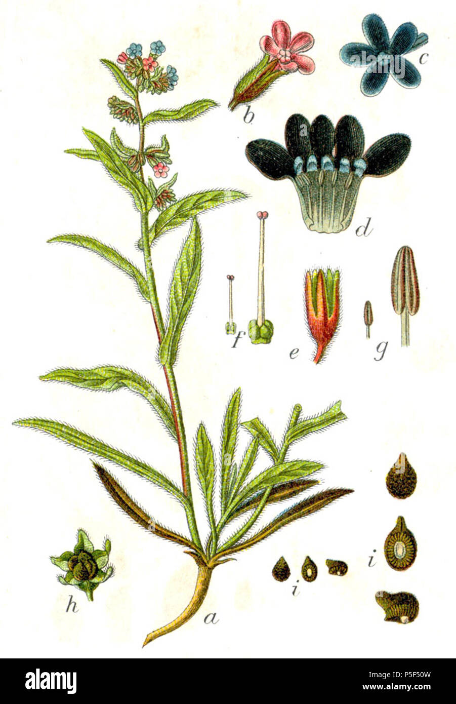 N/A. Anchusa officinalis L. Didascalia originale Echte Ochsenzunge, Anchusa officinalis . 1796. Johann Georg Sturm (pittore: Jacob Sturm) 98 Anchusa officinalis Sturm8 Foto Stock