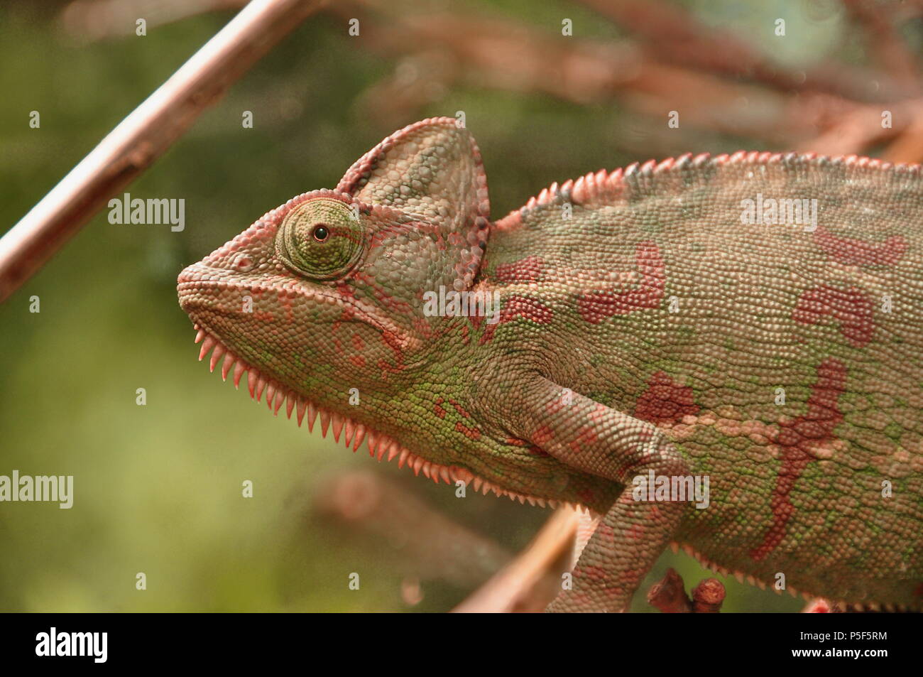 Un camaleonte si muove lentamente nel suo ambiente. Foto Stock