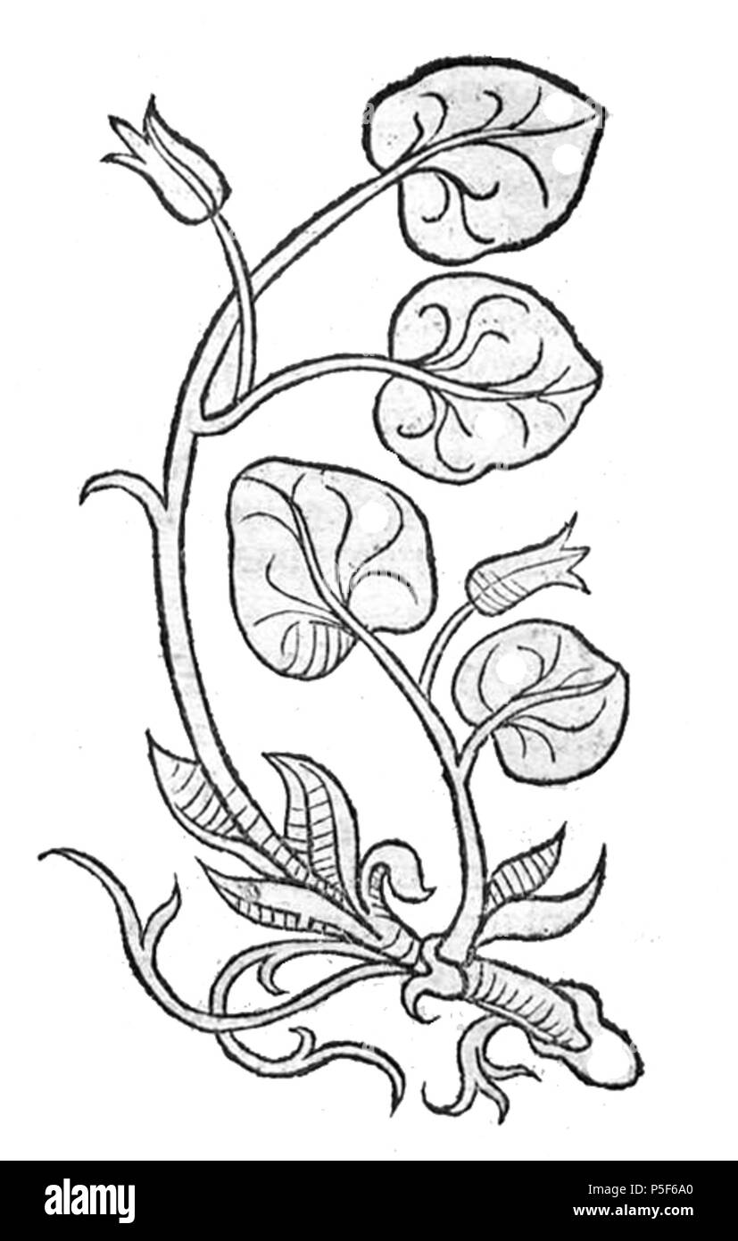 N/A. Deutsch: Abbildung der Haselwurz . 1491. Sconosciuto 142 Asarum Hortus Sanitatis Foto Stock
