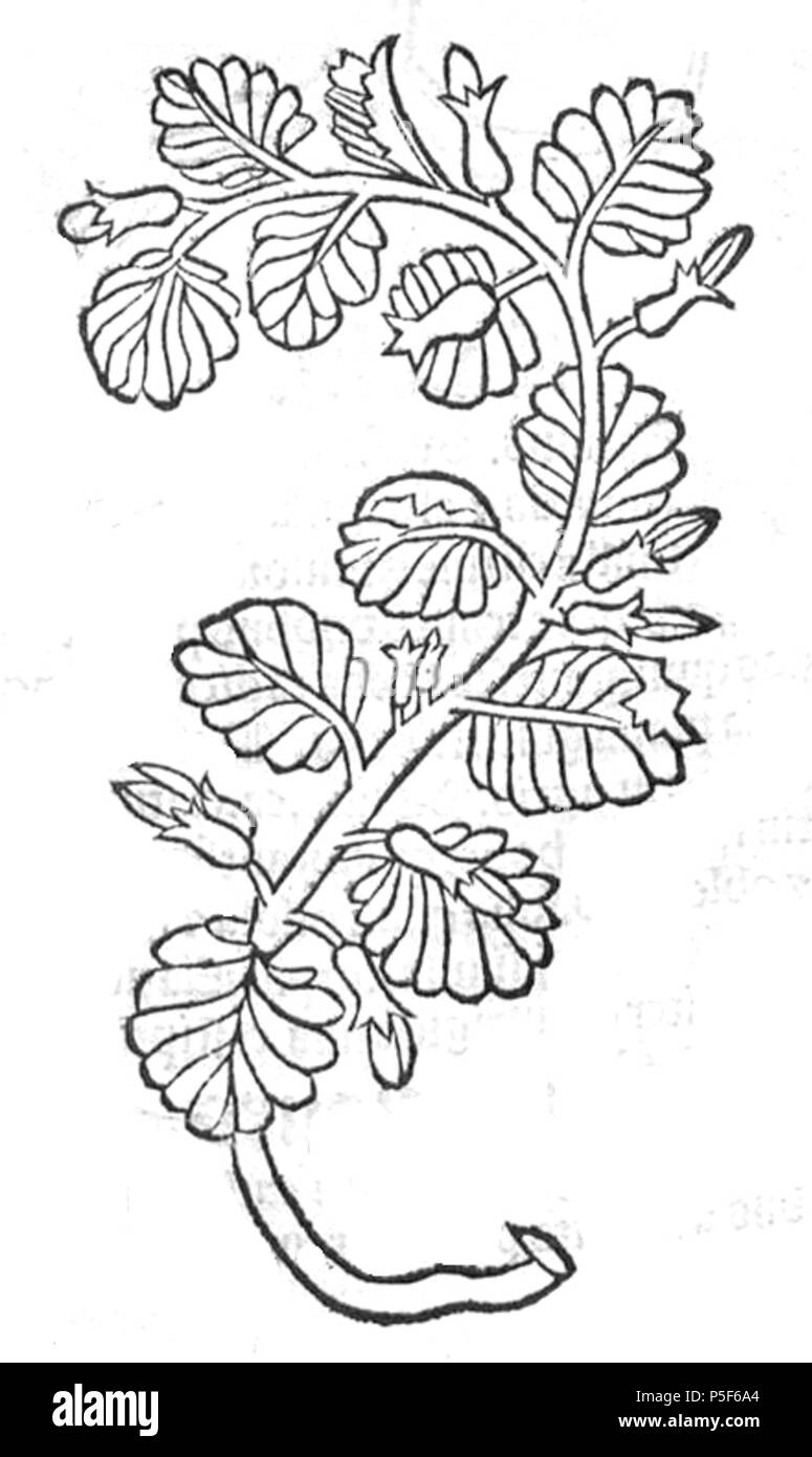 N/A. Deutsch: Abbildung der Gundelrebe . 1491. Sconosciuto 492 Edera terrestis Hortus Sanitatis Foto Stock