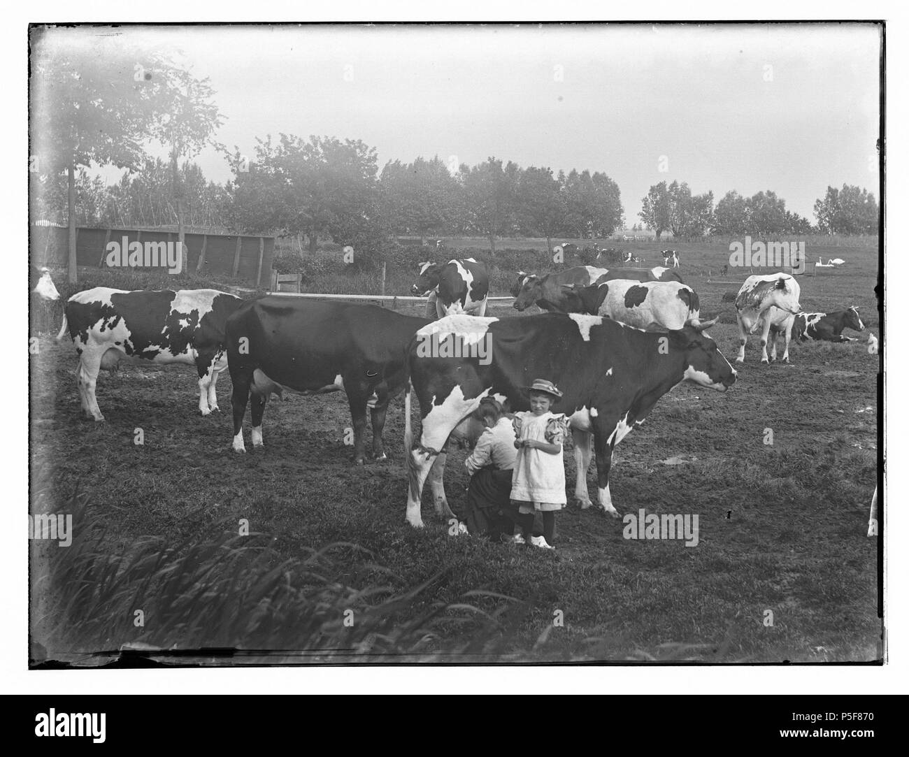 N/A. Nederlands: Beschrijving Abcoude e.o Omgeving Winkeldijk. Koeien in de wei tijdens melktijd. Documenttype foto Vervaardiger Olie, Jacob (1834-1905) Collectie Collectie Giacobbe Olie Jbz. Datering 18 juni 1901 Inventarissen http://stadsarchief.amsterdam.nl/archief/10019 Afbeeldingsbestand 010019001349 generato con Dememorixer . Il 18 giugno 1901. Giacobbe Olie (1834-1905) nomi alternativi Giacobbe Olie Jbz. Giacobbe Olie Jbzn. Descrizione fotografo olandese Data di nascita e morte 19 Ottobre 1834 25 aprile 1905 Luogo di nascita e morte Amsterdam Amsterdam periodo di lavoro 1847-1905 posizione di lavoro Foto Stock