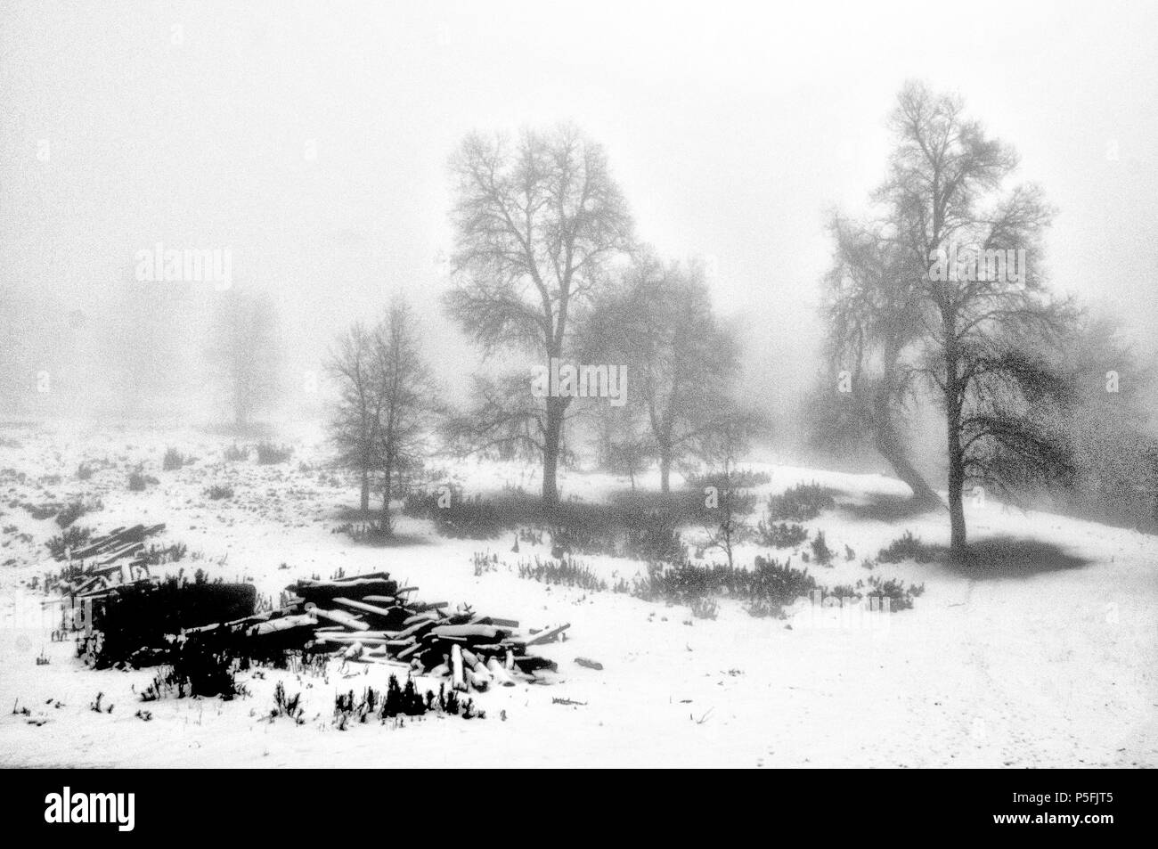 Sudamerica, Cile, Araucania, Alto Biobio Foto Stock