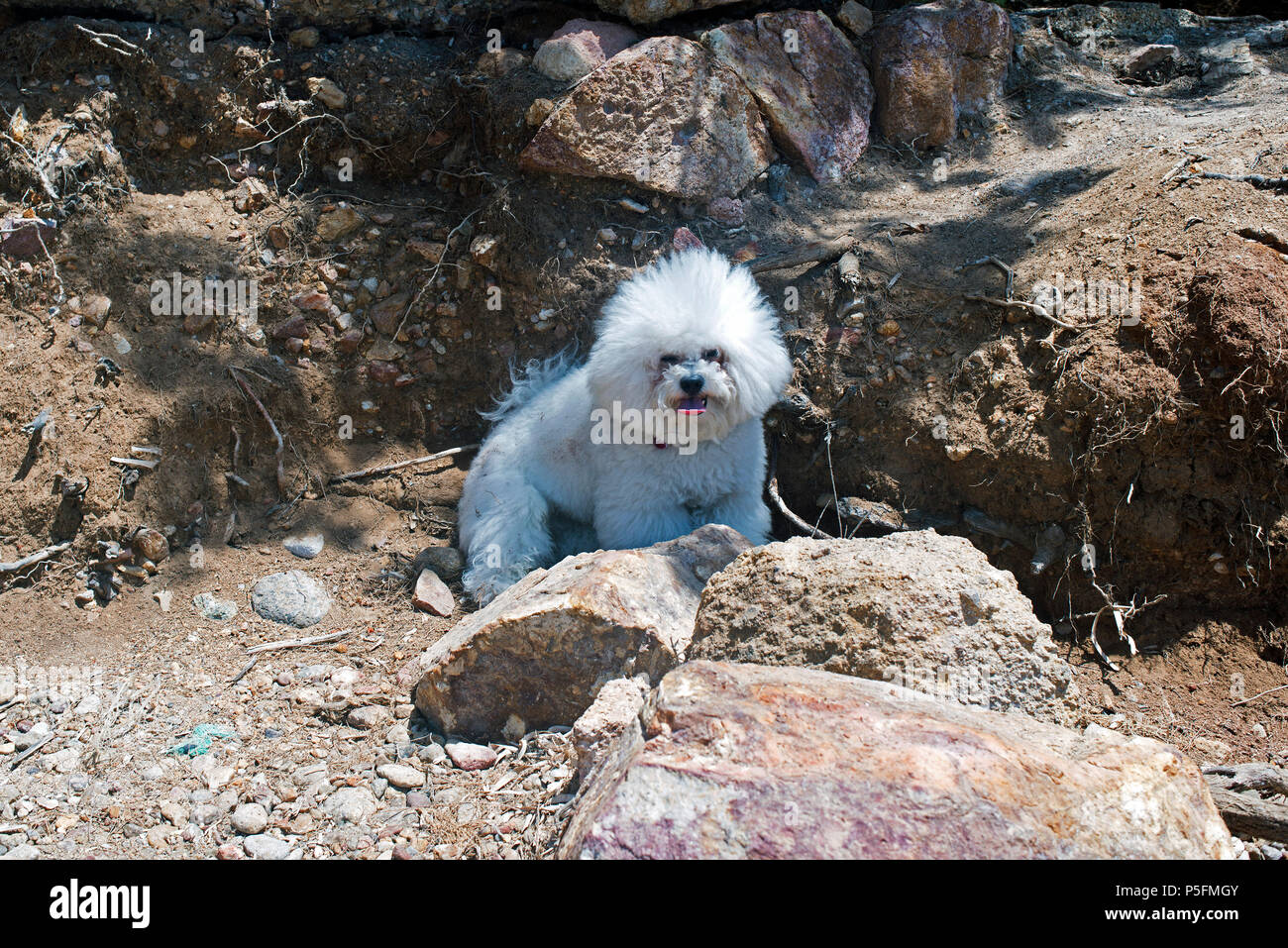 Un super cute bolognese cane di razza come un giocattolo in spiaggia in estate Foto Stock