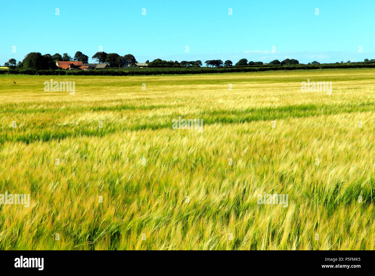 Orzo, nei campi, giallo, settore agricolo, ritagliare, Norfolk, Inghilterra, Regno Unito Foto Stock