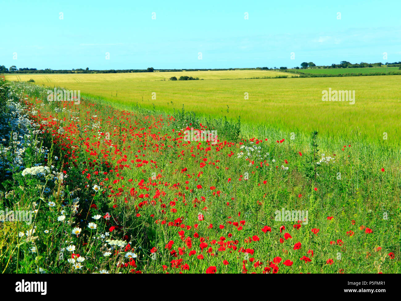 Campo rosso papavero, campo giallo di orzo, North Norfolk, Inghilterra,agricola, campo, agricoltura, raccolto, colture, orzo, campi Foto Stock