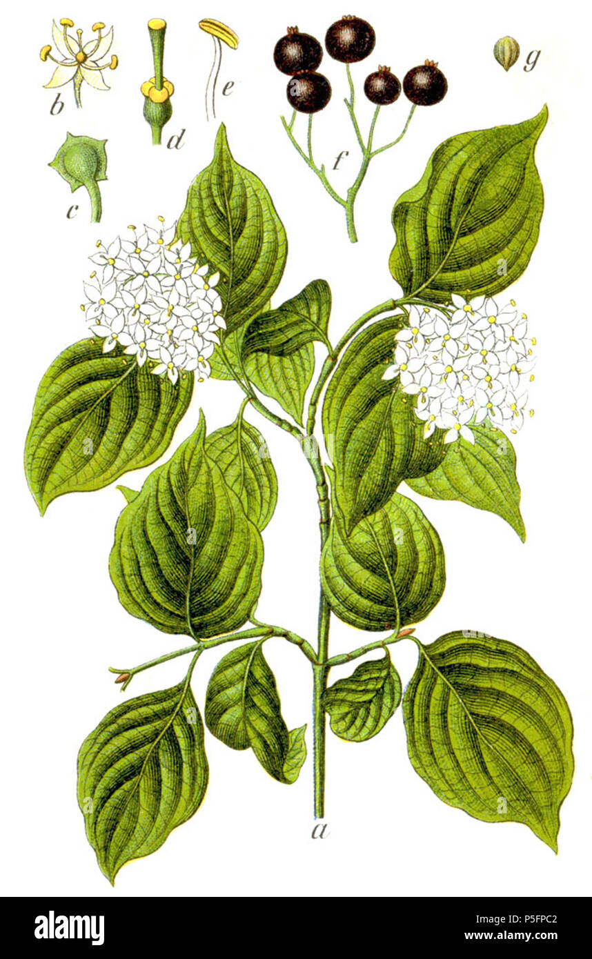 N/A. Cornus sanguinea L. (1753) Cornus foemina P. Mill. (1768) originale Caption Echter su Hartriegel, Cornus femina . 1796. Johann Georg Sturm (pittore: Jacob Sturm) 381 Cornus sanguinea Sturm39 Foto Stock