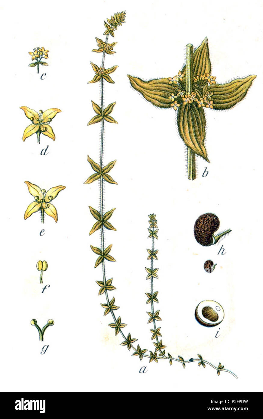 N/A. Cruciata laevipes Opiz, syn. Galium cruciata (L.) Scop. Didascalia originale Kreuz-Labkraut, Galium cruciata . 1796. Johann Georg Sturm (pittore: Jacob Sturm) 392 Cruciata sp Sturm49 Foto Stock