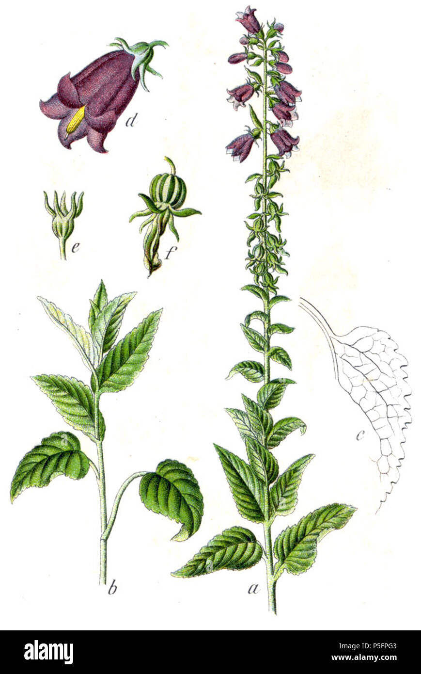 N/A. Campanula bononienses L. Didascalia originale Bologneser Glockenblume, Campanula bononienses Magyar: Olasz harangvirág . 1796. Johann Georg Sturm (pittore: Jacob Sturm) 265 Campanula bononienses Sturm59 Foto Stock