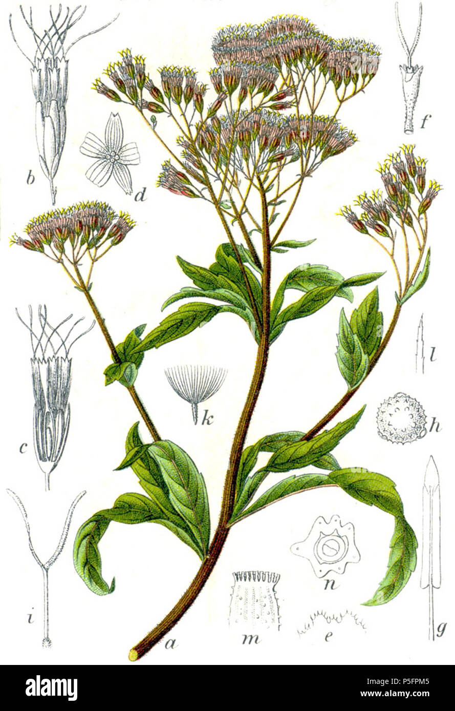 N/A. Eupatorium cannabinum L. Didascalia originale Wasserdosten, Eupatorium cannabinum . 1796. Johann Georg Sturm (pittore: Jacob Sturm) 535 Eupatorium cannabinum Sturm4 Foto Stock