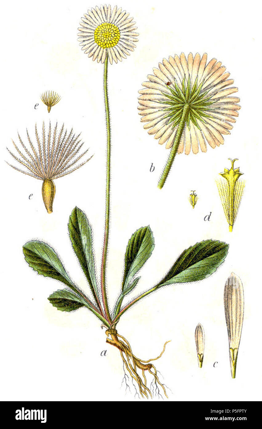 N/A. Aster bellidiastrum (L.) Scop., syn. Michelii Bellidastrum Cass. Descrizione Originale Micheli-Massliebchen, Aster bellidiastrum . 1796. Johann Georg Sturm (pittore: Jacob Sturm) 185 Bellidiastrum michelii Sturm8 Foto Stock