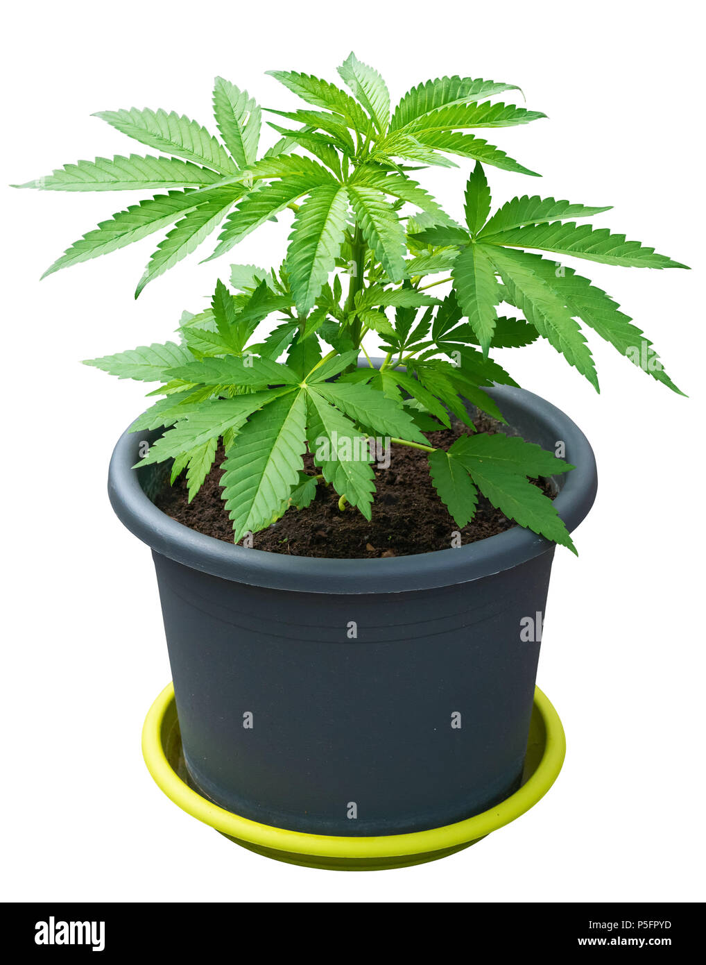 Giovani pianta di cannabis in un vaso da fiori isolati su bianco Foto Stock