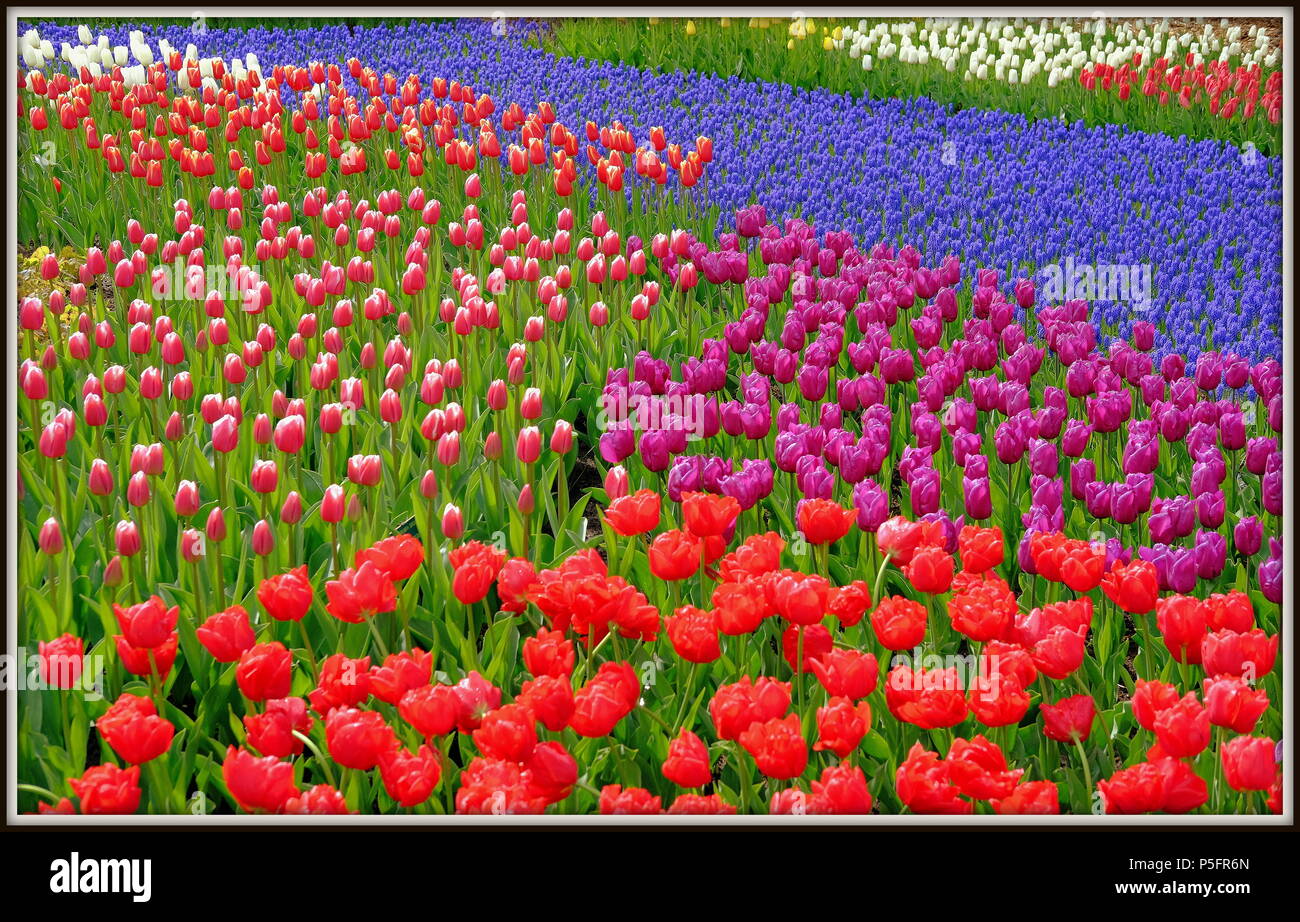 Una miriade di tulipani in pieno e colorato fiore a giardini Keukenhof Olanda Paesi Bassi Foto Stock