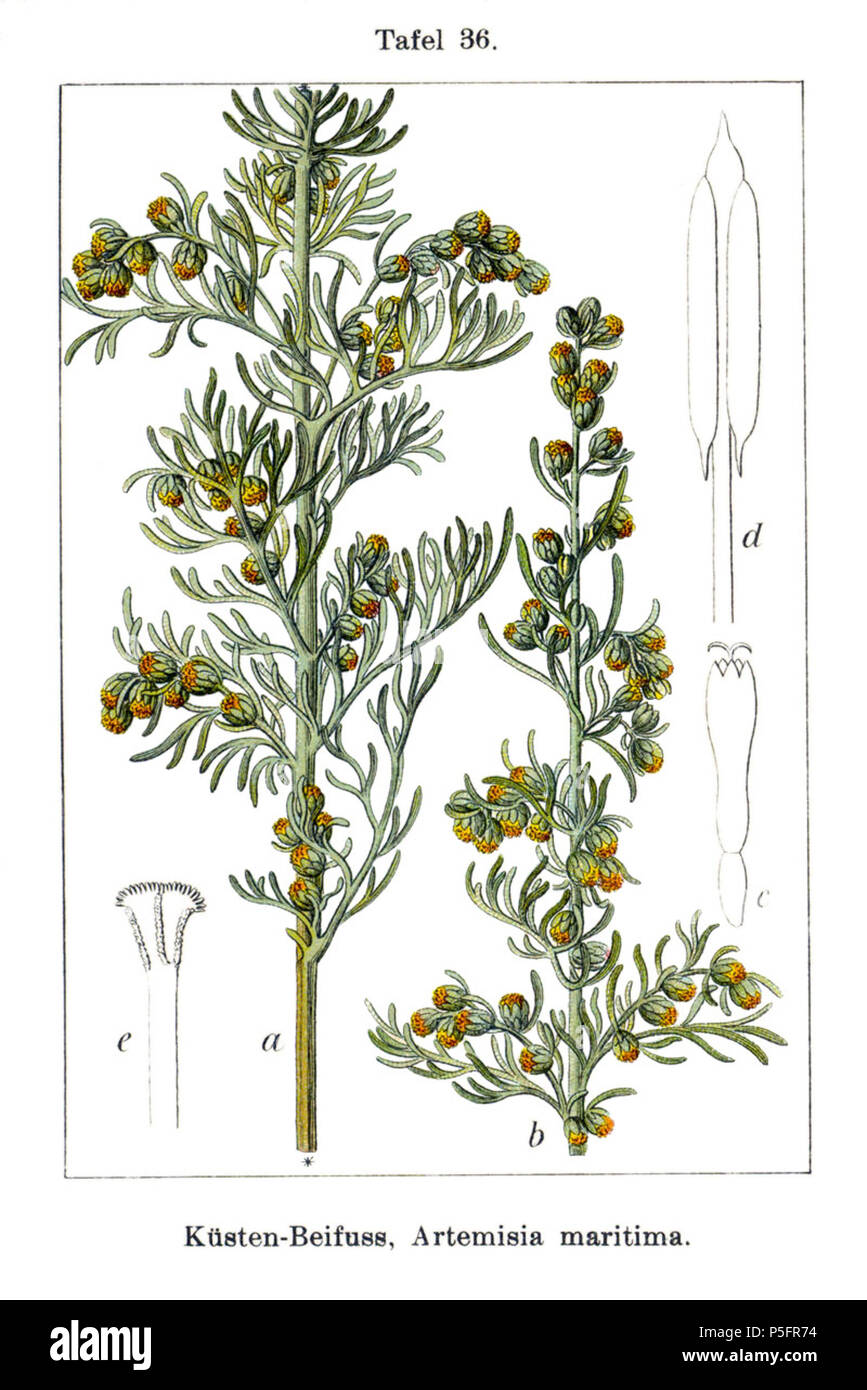 N/A. Artemisia maritima L. Didascalia originale Küsten-Beifuss, Artemisia maritima . 1796. Johann Georg Sturm (pittore: Jacob Sturm) 140 Artemisia maritima Sturm36 Foto Stock