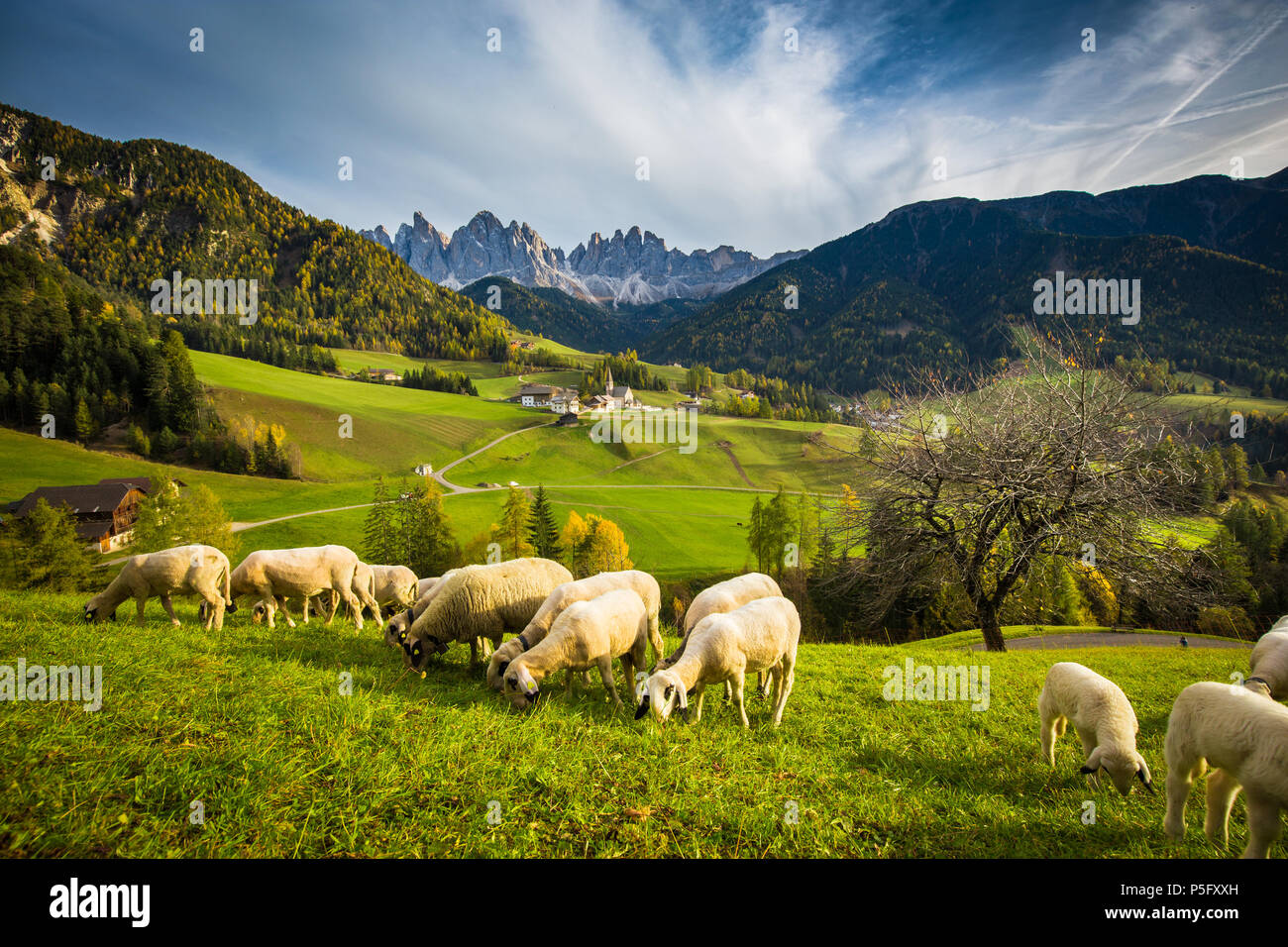 Bellissima vista idilliaco paesaggio di montagna nelle Dolomiti con la famosa Santa Maddelana villaggio di montagna e le pecore pascolano sui prati verdi, Val di Fu Foto Stock
