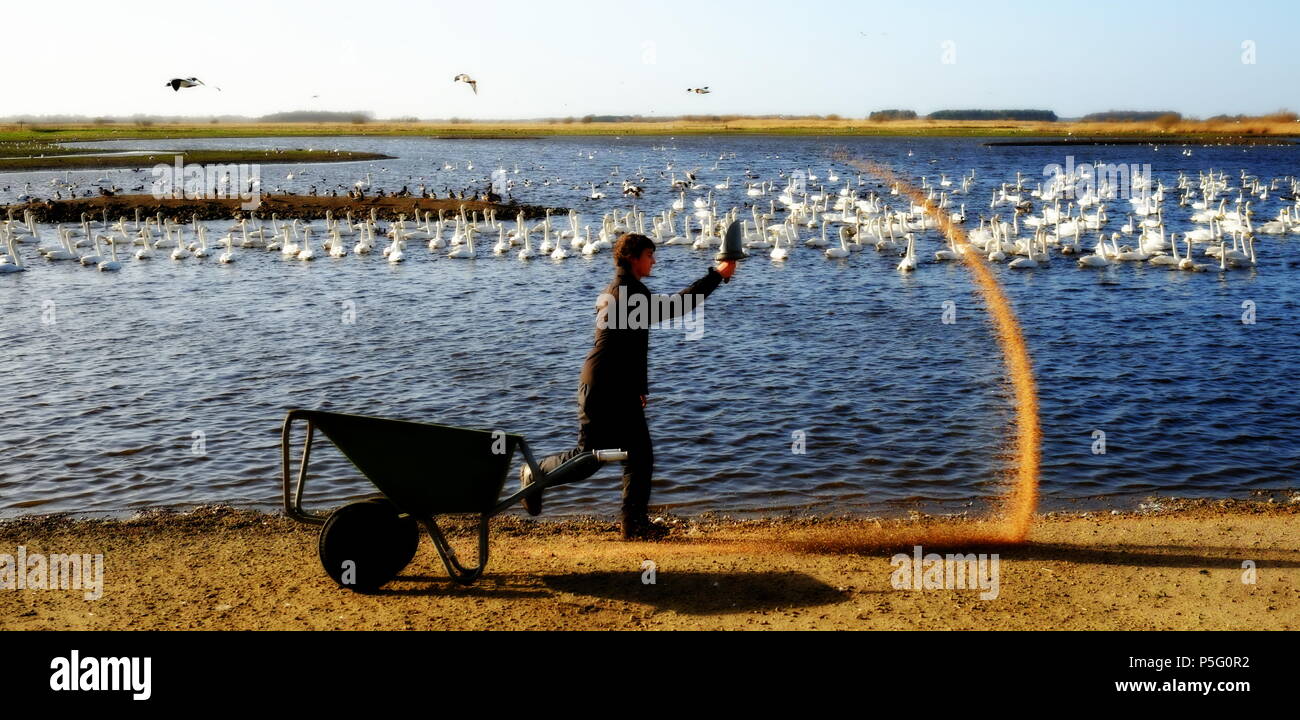 Alimentazione della Wild Trumpeter Swans a Martin mera LANCASHIRE REGNO UNITO Foto Stock