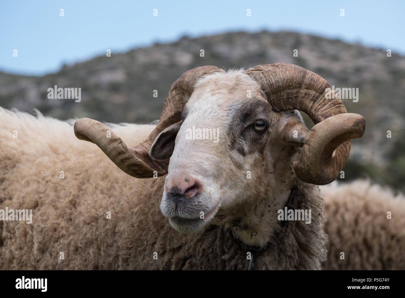 Rare maschio soccorse le pecore di montagna ( Provato ), corna, probabilmente la più antica, vicino alto profilo, Saronida, Est Attica, Grecia. Foto Stock