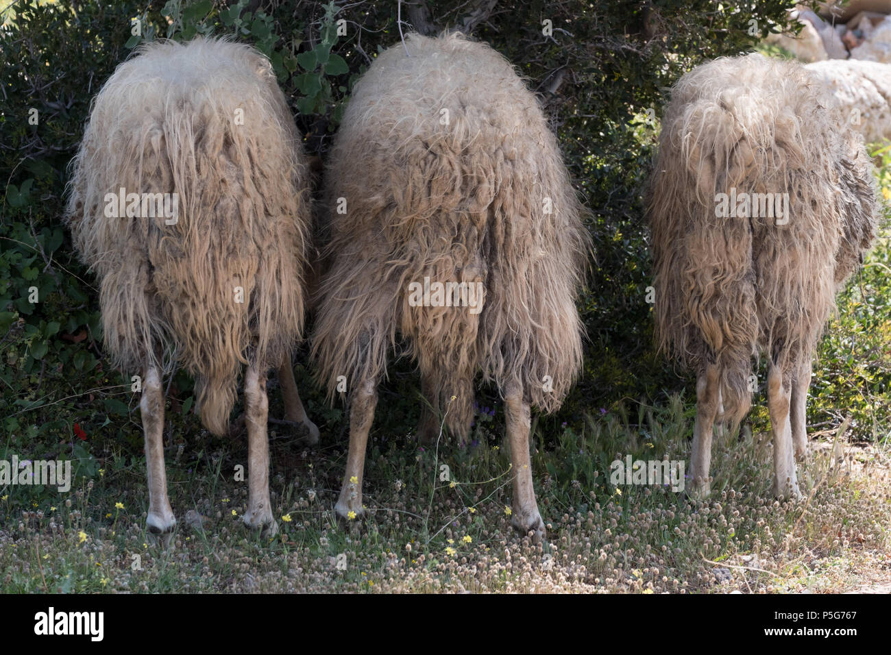 Tre maschi pecore di montagna di mangiare le foglie di Oliva da dietro, Saronida, Grecia. Foto Stock