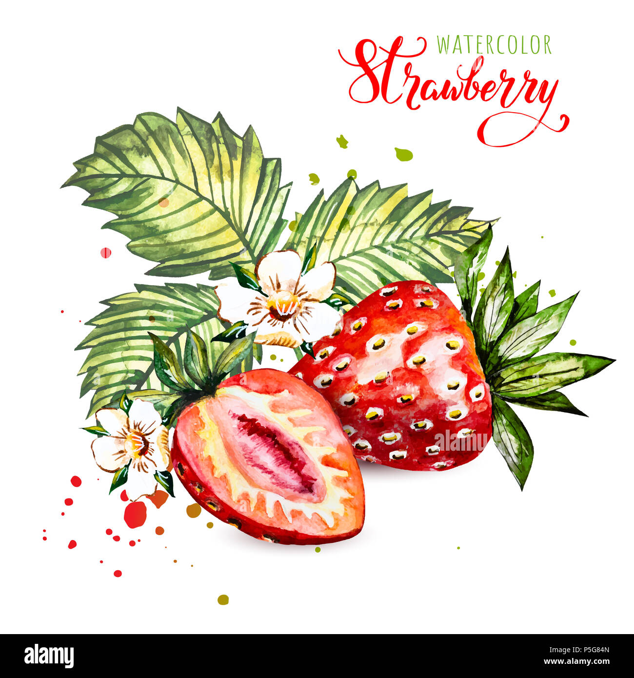 Disegnata a mano di pittura ad acquerello fragola su sfondo bianco. Illustrazione di bacche. Acquerello sfondo floreale con le fragole. Summer Card. Foto Stock