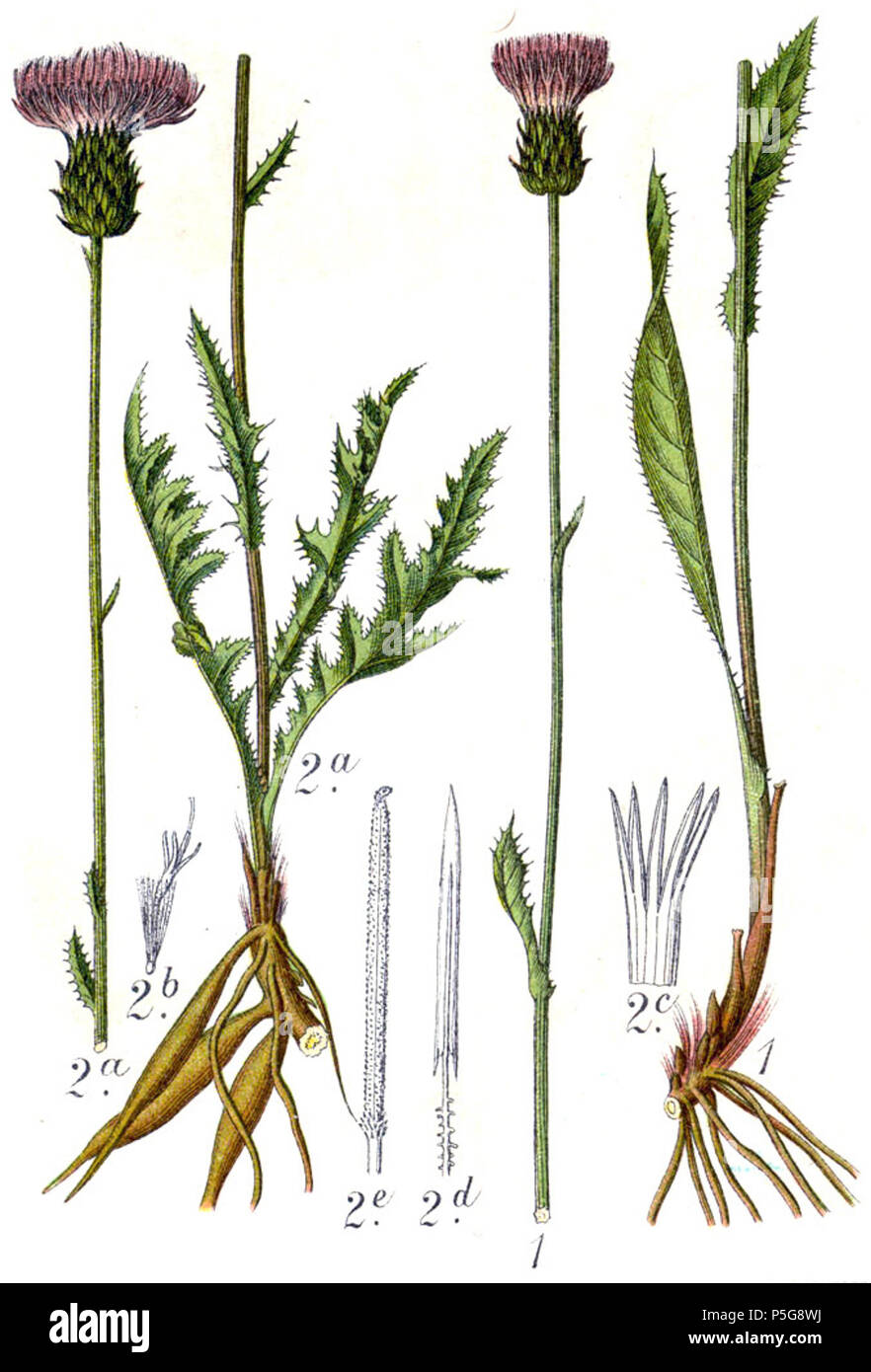 N/A. 1. Cirsium tuberosum (L.) tutti., syn. Carduus tuberosus L. 2. Cirsium dissectum (L.) Hill, syn. Carduus italicus Lam. Didascalia originale 1. Englischer Distel, Carduus italicus 2. Knollen-Distel, Carduus tuberosus . 1796. Johann Georg Sturm (pittore: Jacob Sturm) 354 Cnicus spp Sturm6 Foto Stock