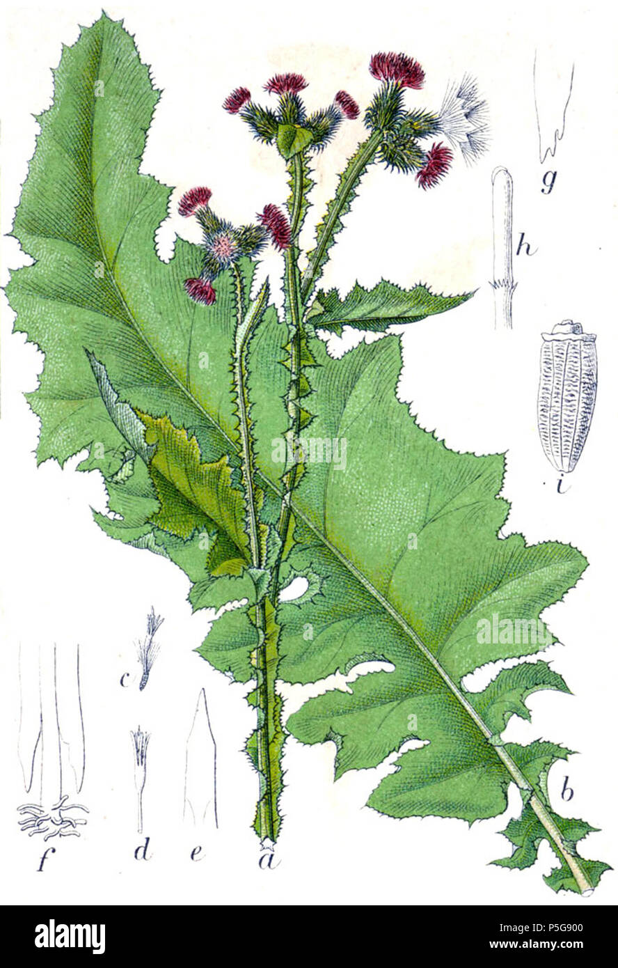 N/A. Carduus crispus L. Didascalia originale Krause Distel, Carduus crispus . 1796. Johann Georg Sturm (pittore: Jacob Sturm) 271 Carduus crispus Sturm10 Foto Stock